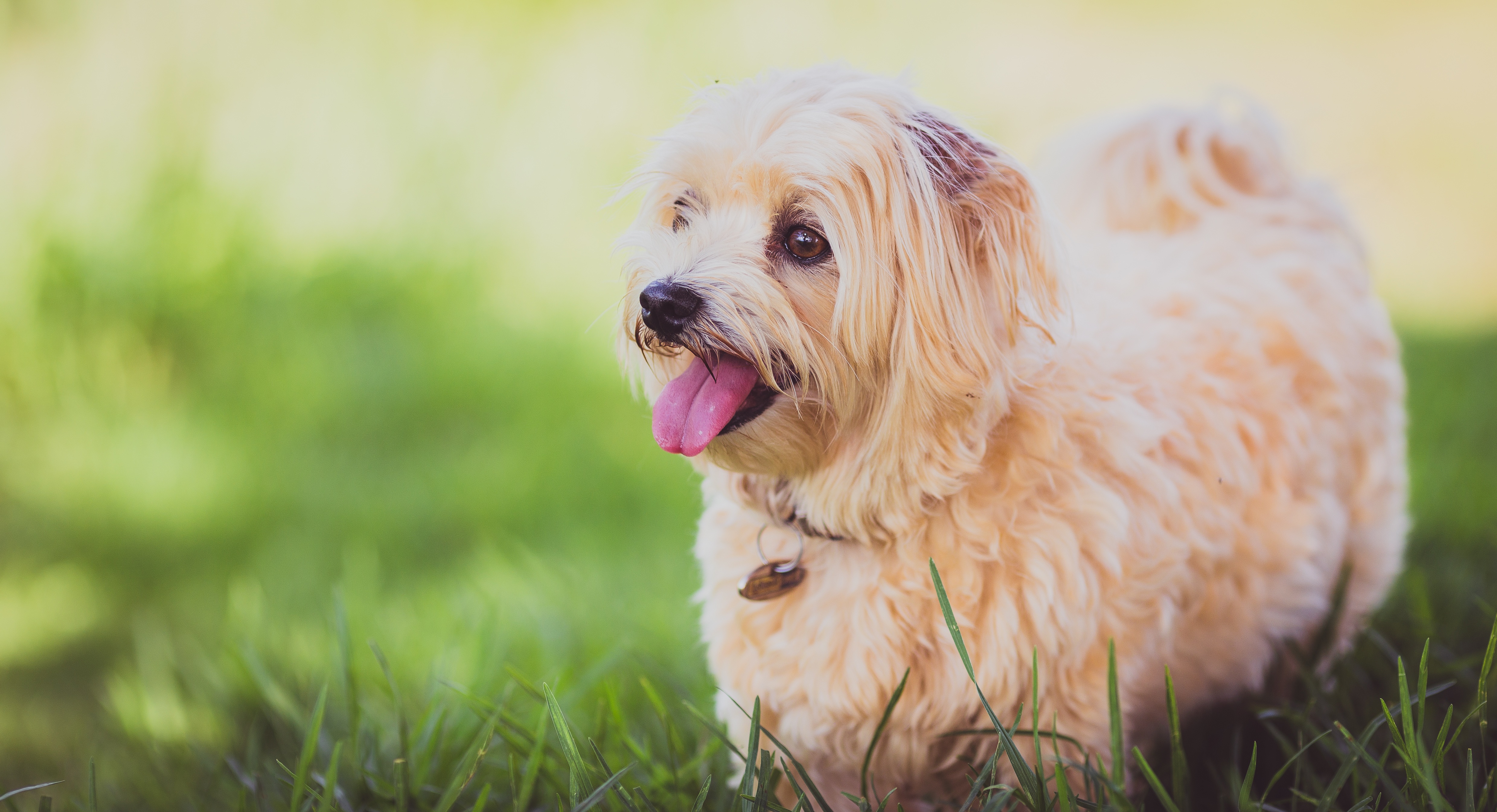 绿草地上一只快乐的小狗