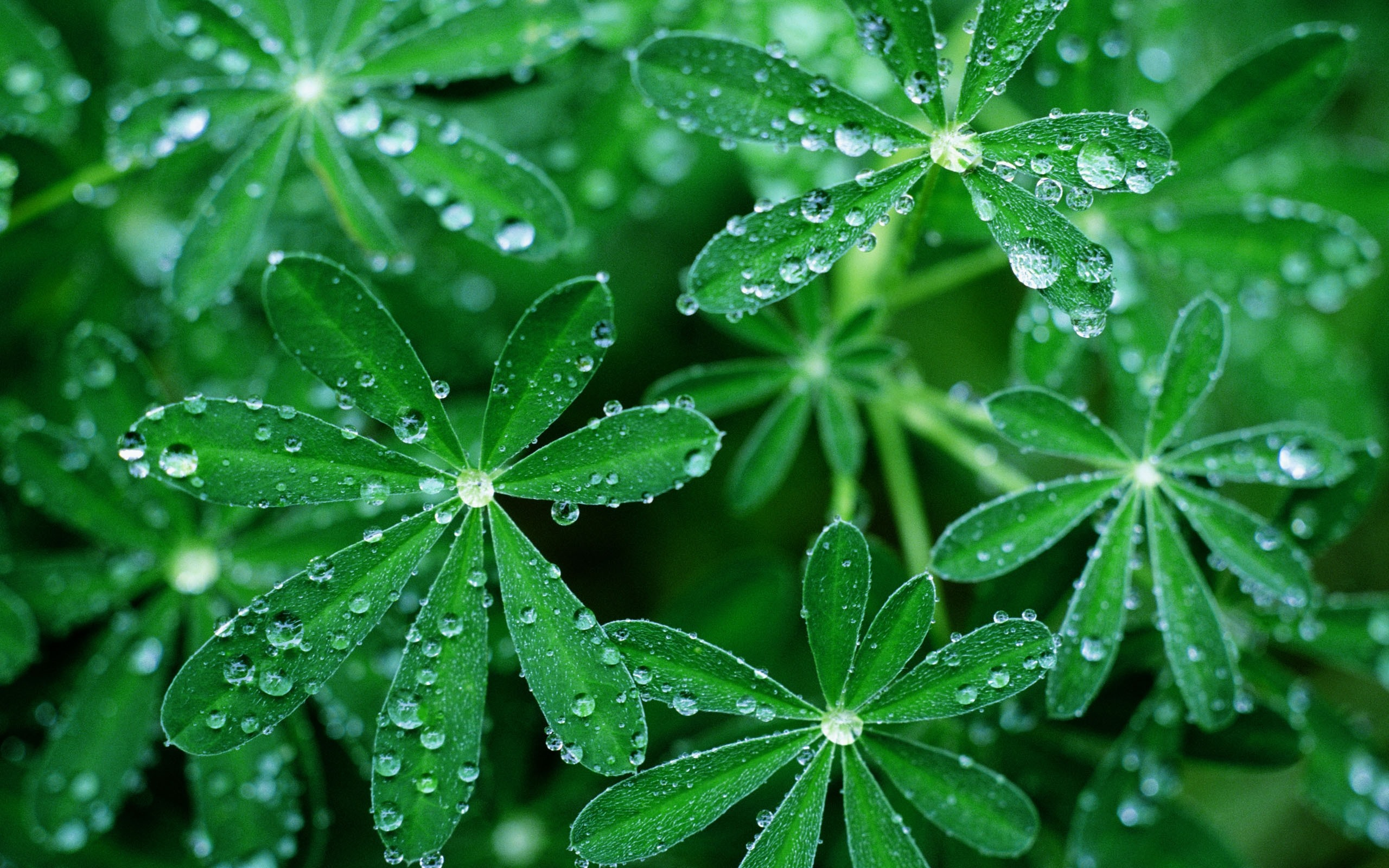 绿色花瓣上的雨后水滴