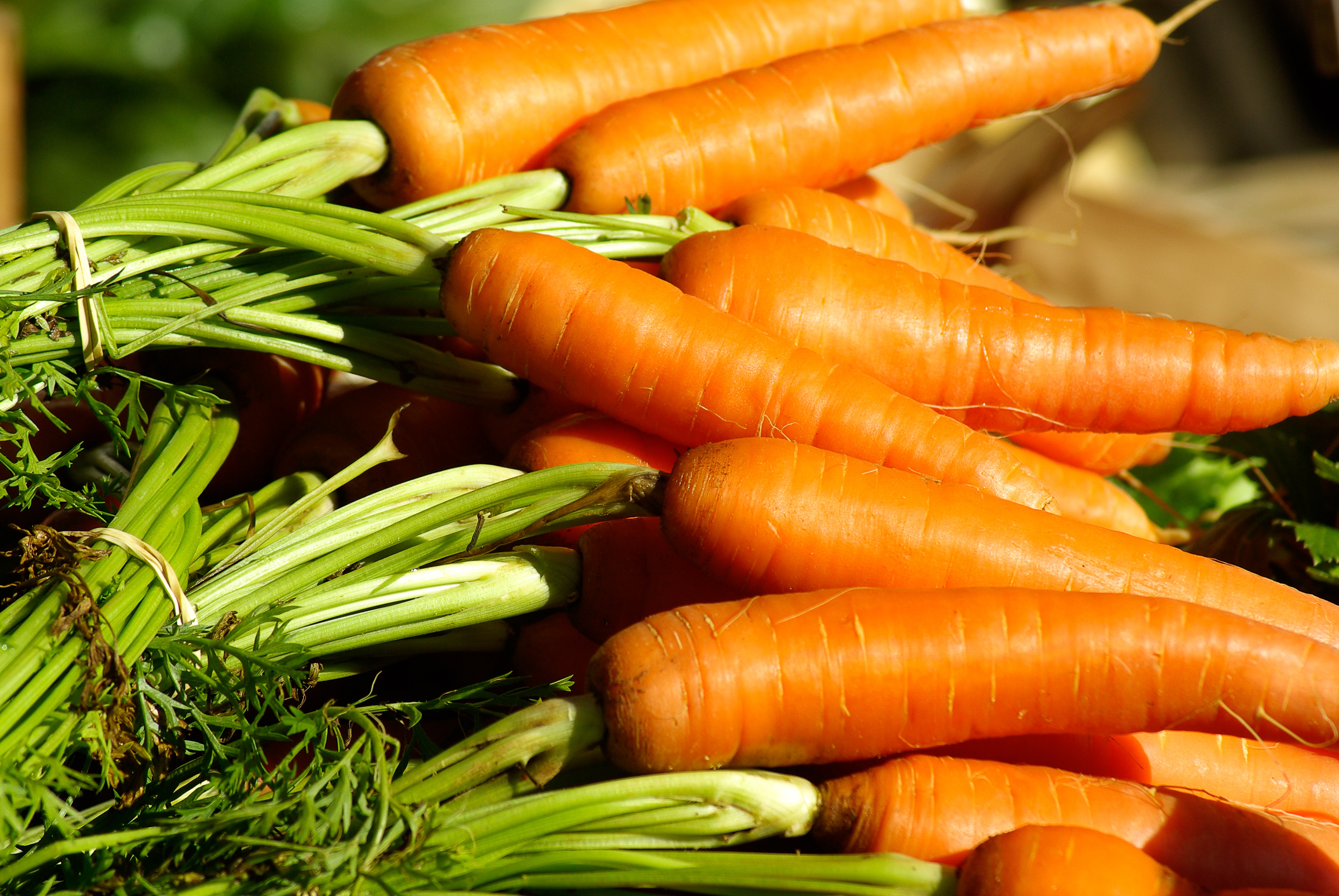 Fresh carrots