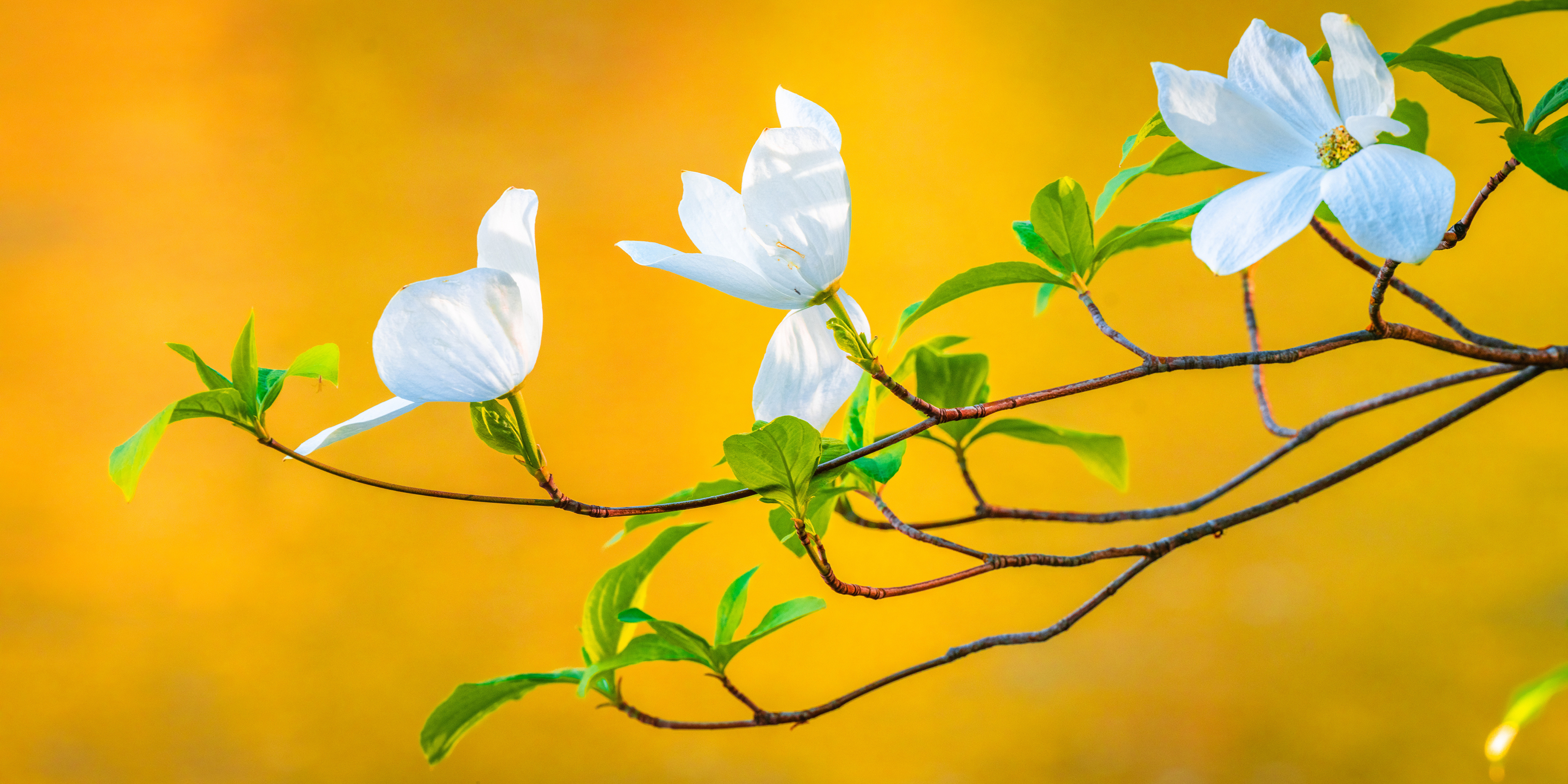 Обои природа весна ветви на рабочий стол