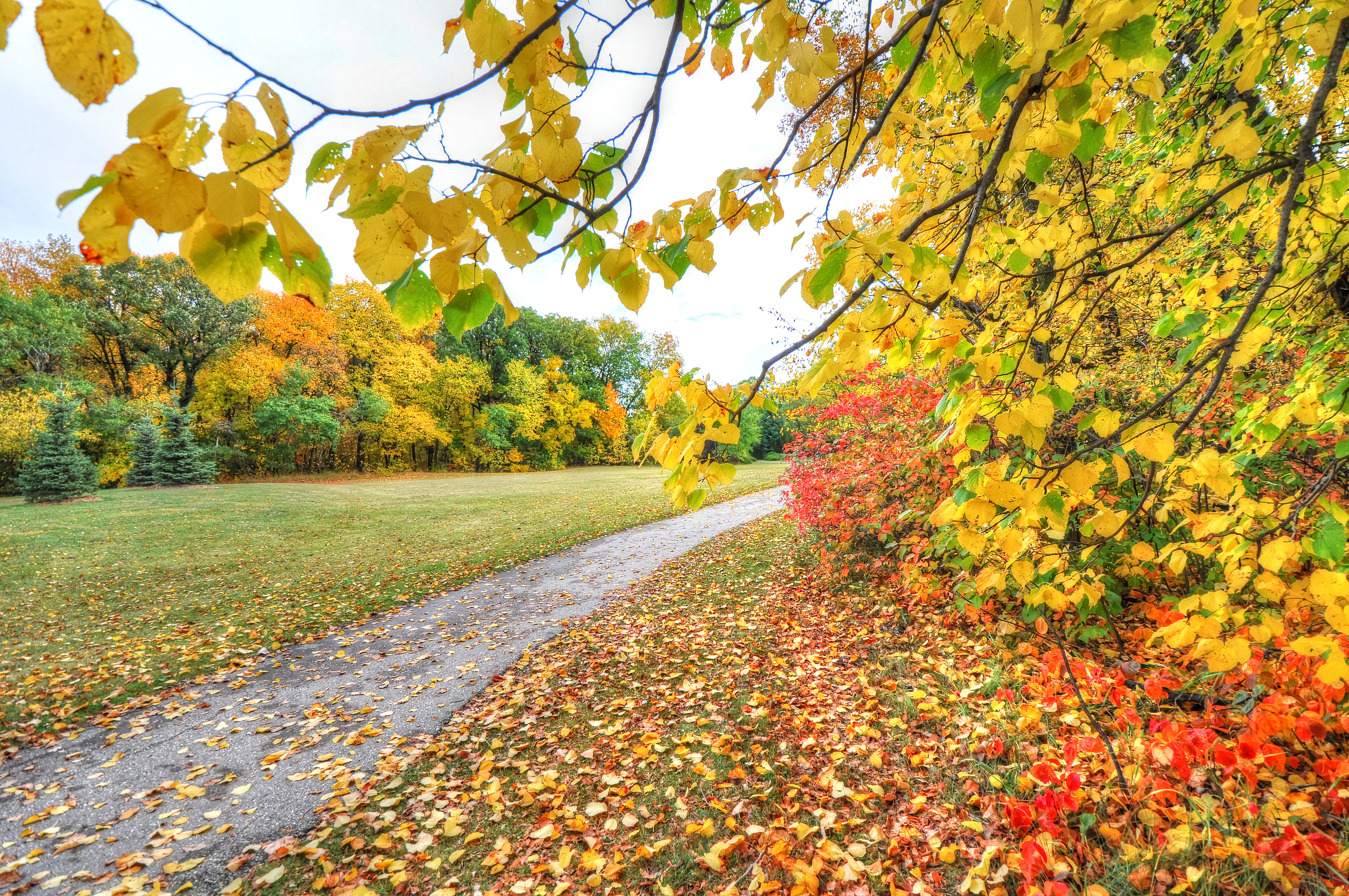 免费照片一条镶满树叶的小路