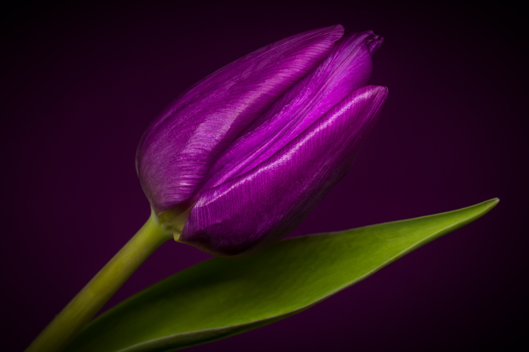 桌面上的壁纸紫色郁金香 郁金香 花