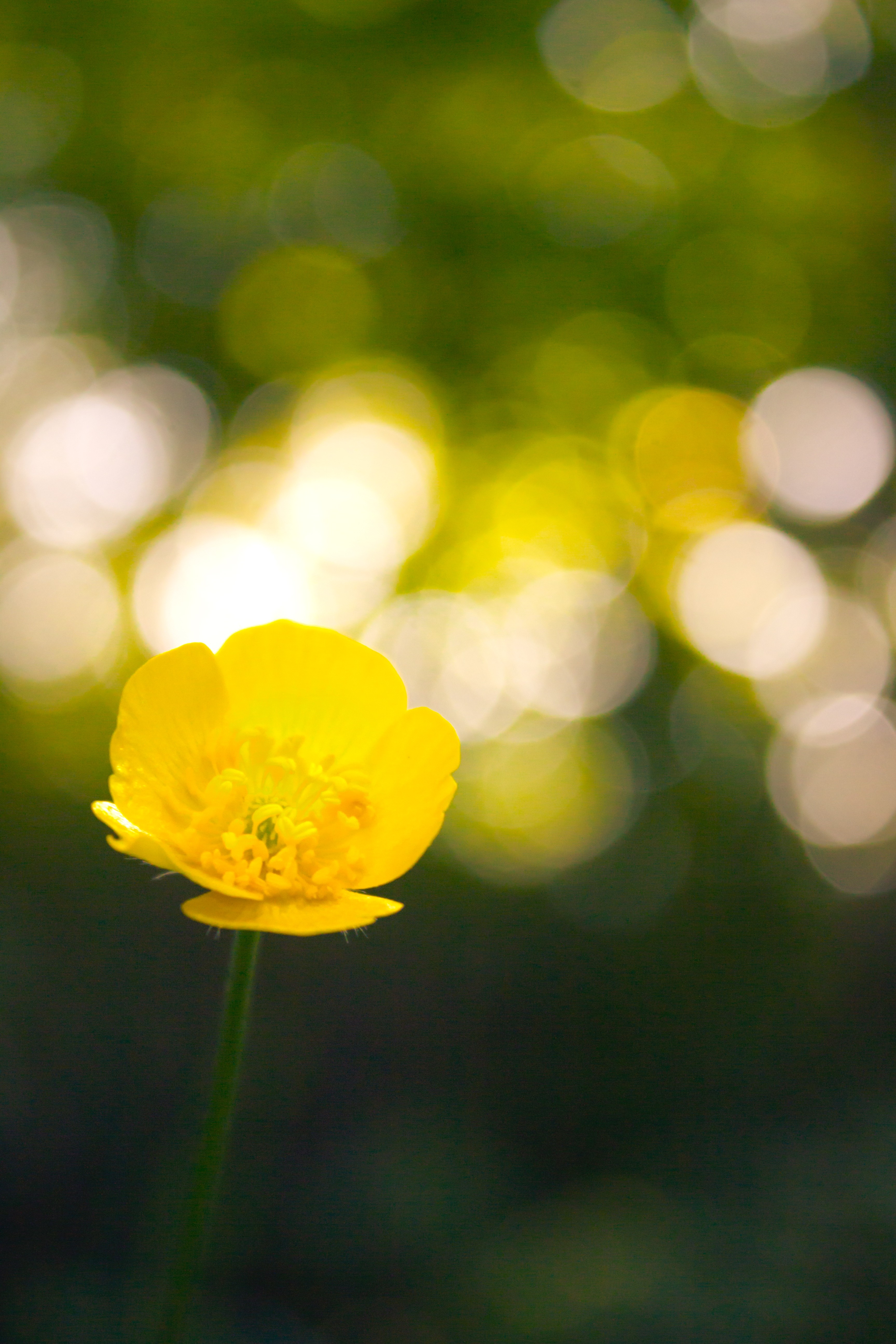 A close-up of a buttercup