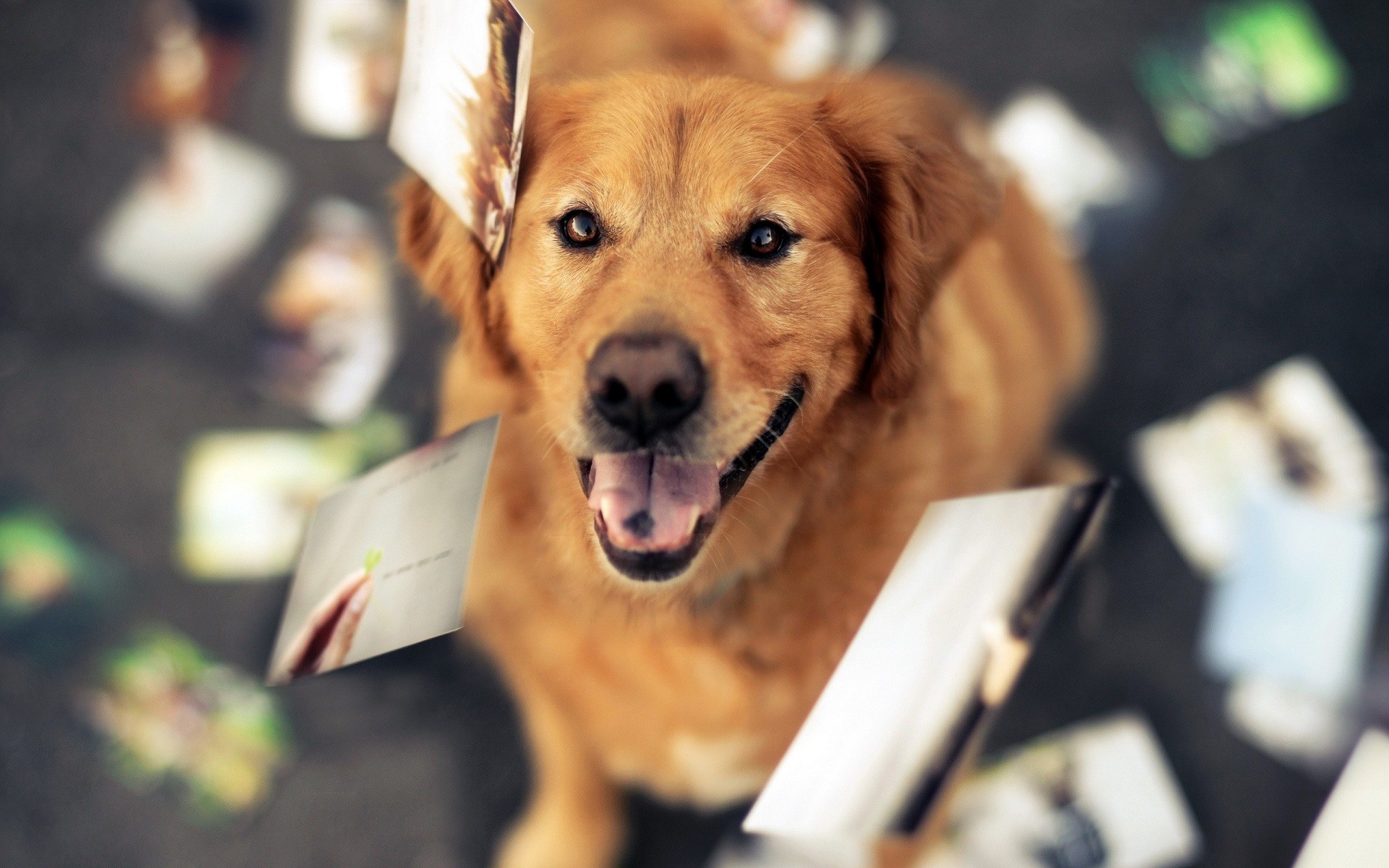 Free photo A happy golden retriever