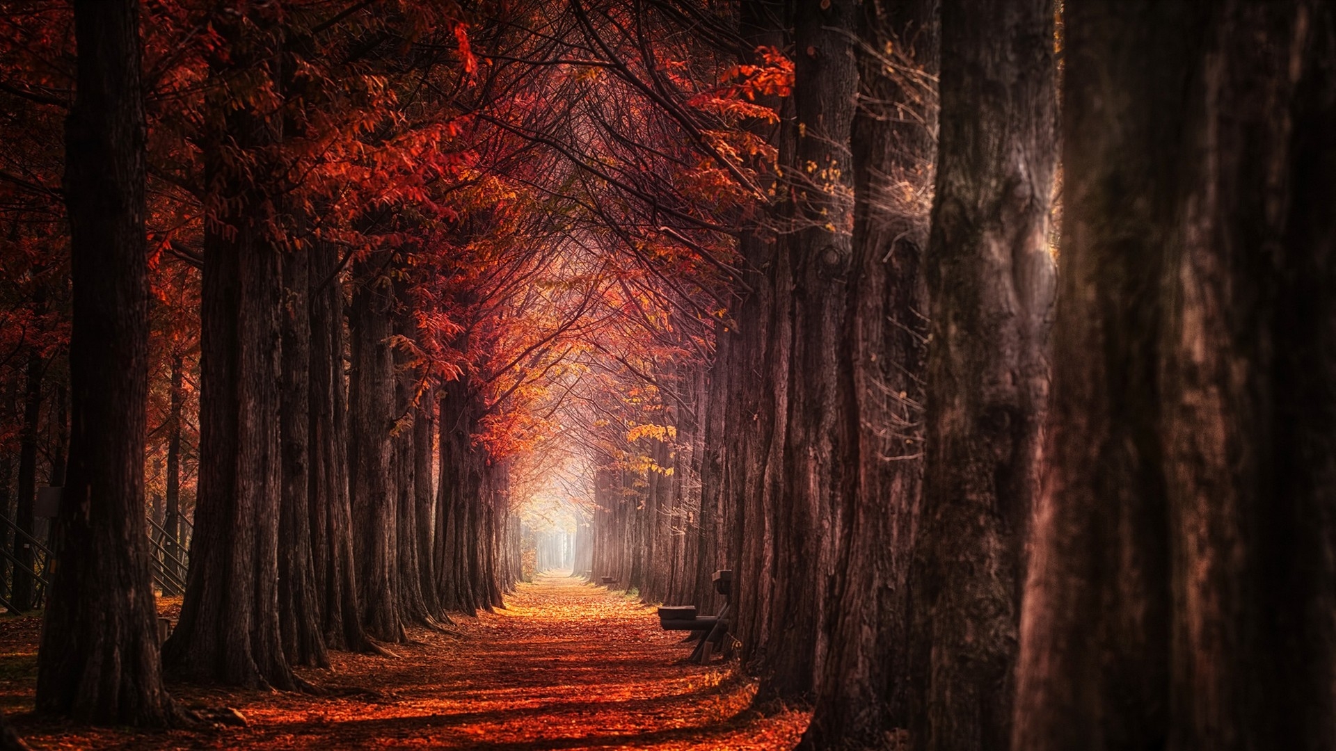 秋天森林中的一条小巷，在古老的树木中