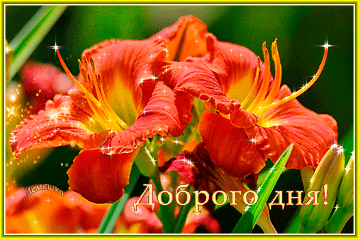 Postcard on the theme lilies 3d text flowers download for free