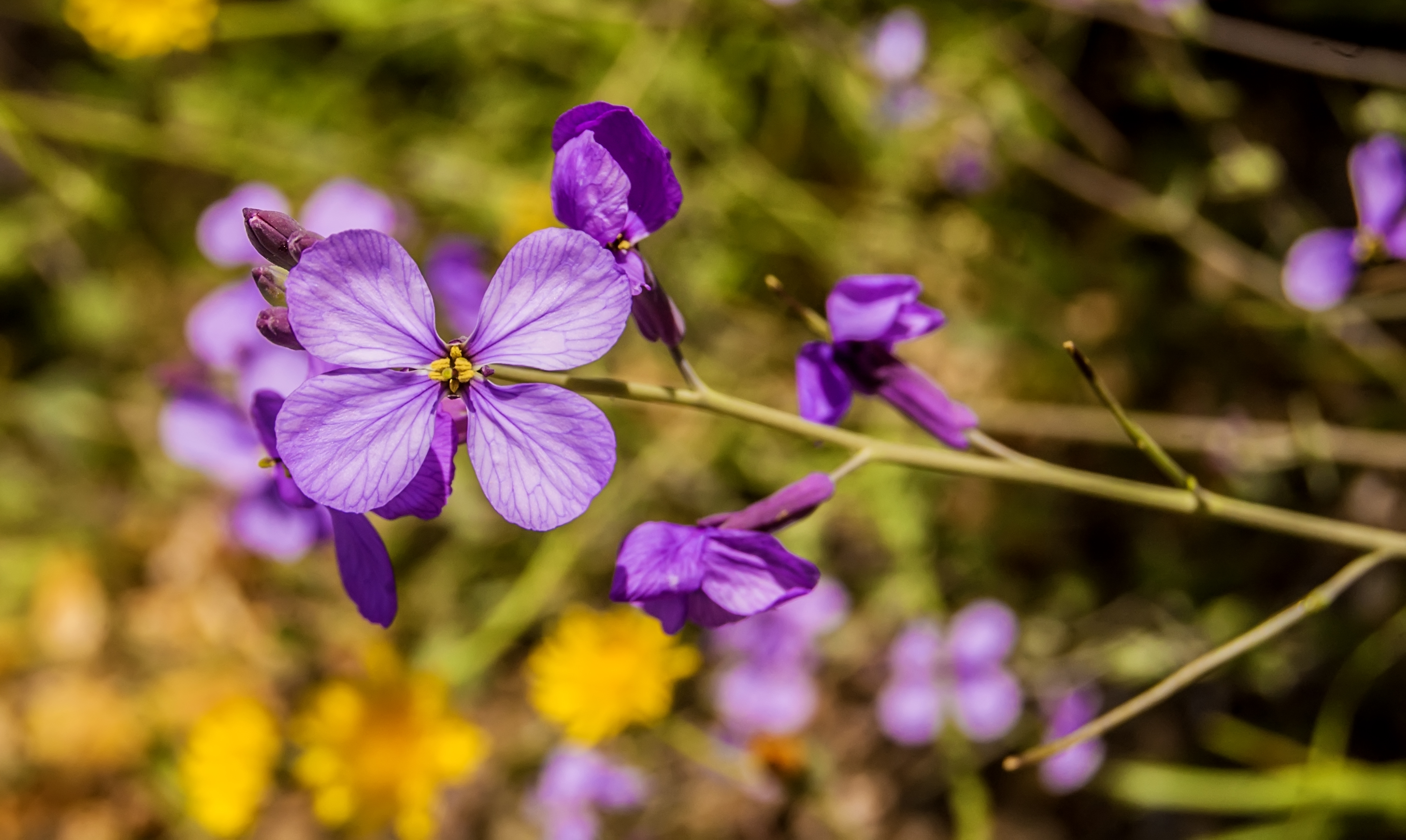 Wallpapers purple viola wild flower on the desktop