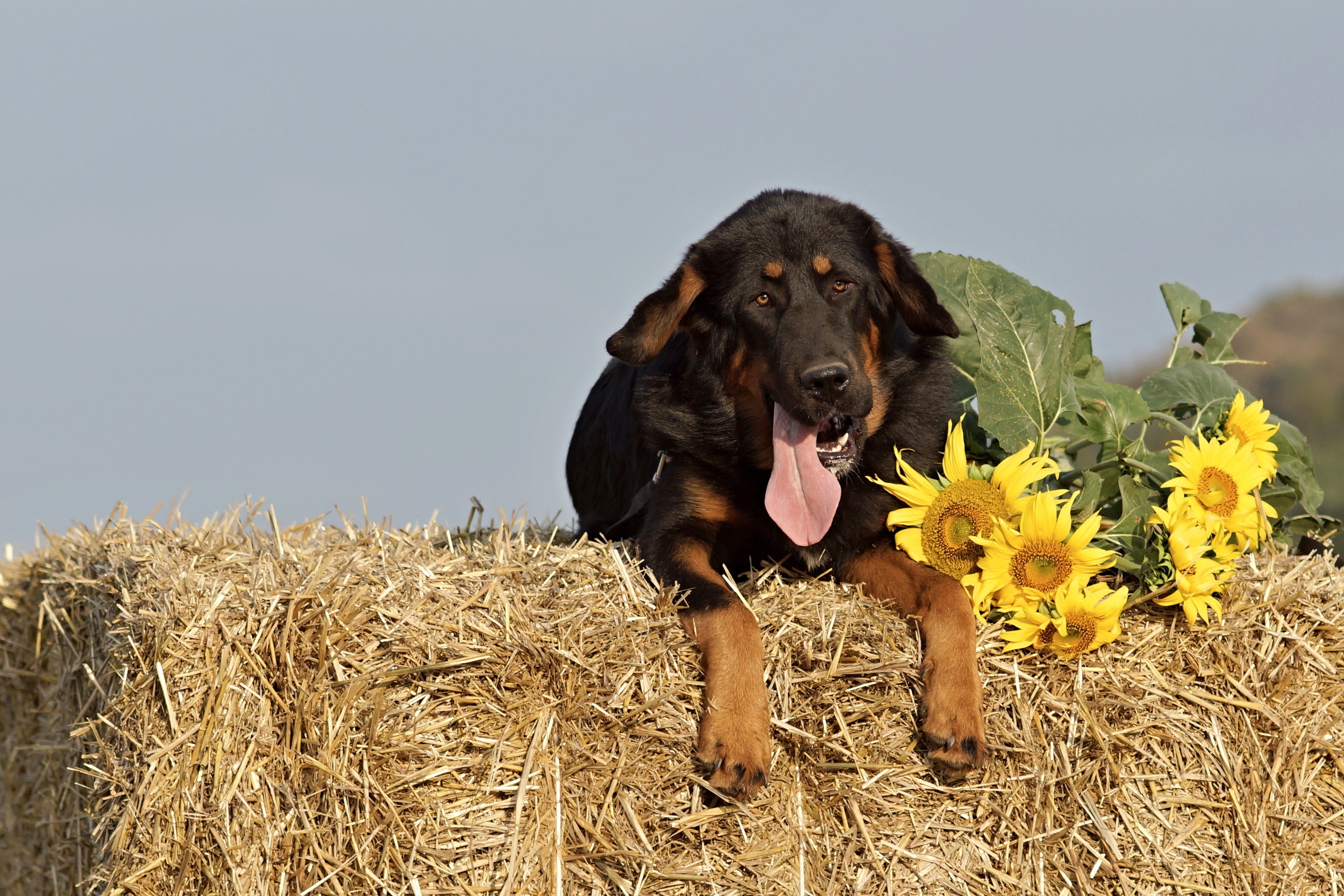 一只伸着舌头的狗躺在向日葵的干草堆上