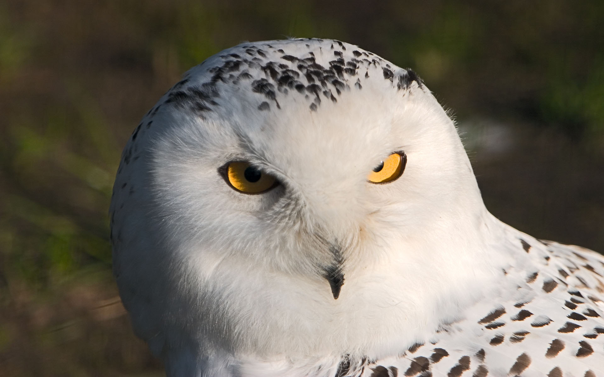 Wallpapers owl barn owl beak on the desktop