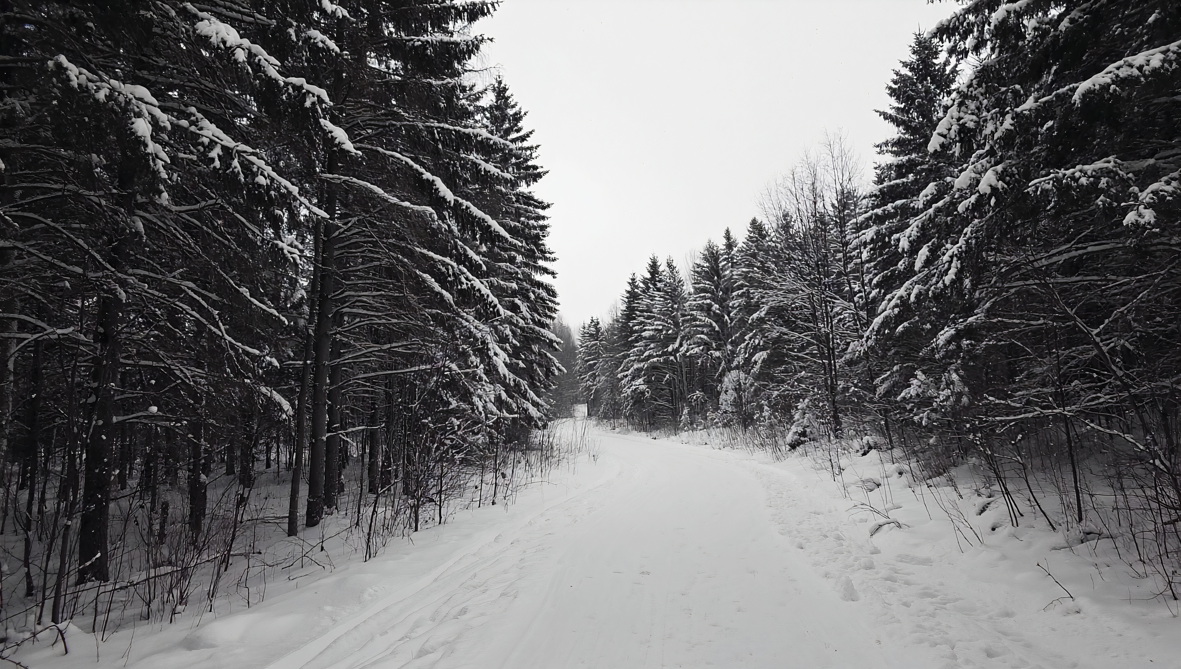免费照片桌面壁纸，冬季雪景，黎明，森林中的鼠尾草