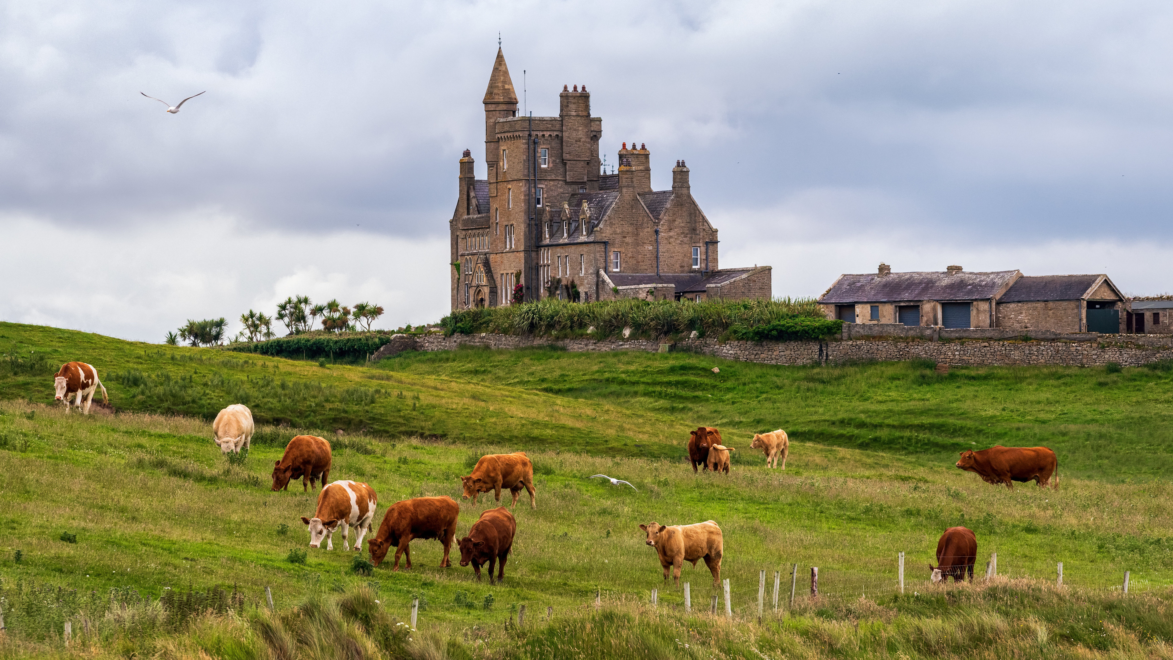 奶牛在大城堡旁的绿色草坪上吃草