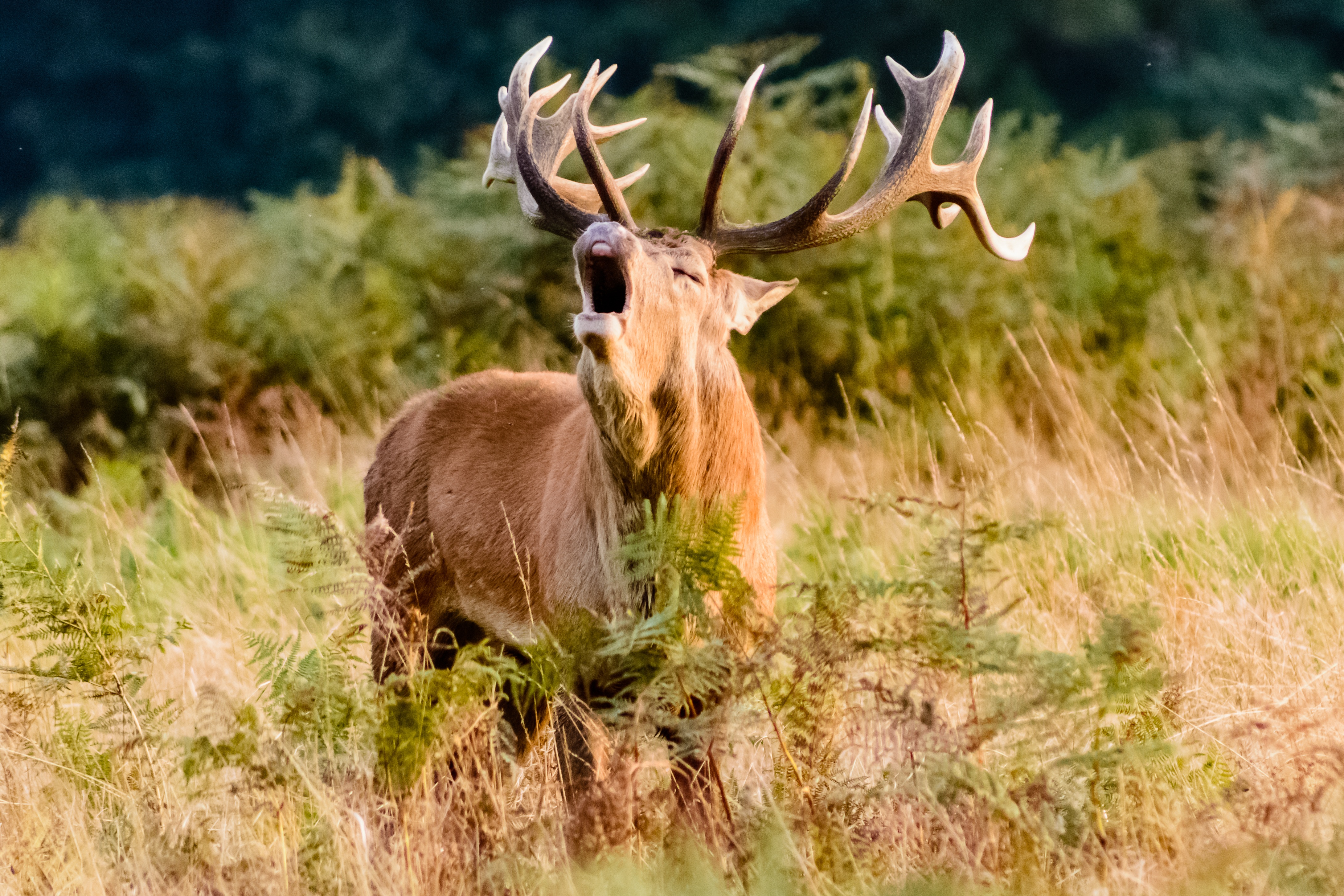 Free photo Beautiful white-tailed deer with big antlers