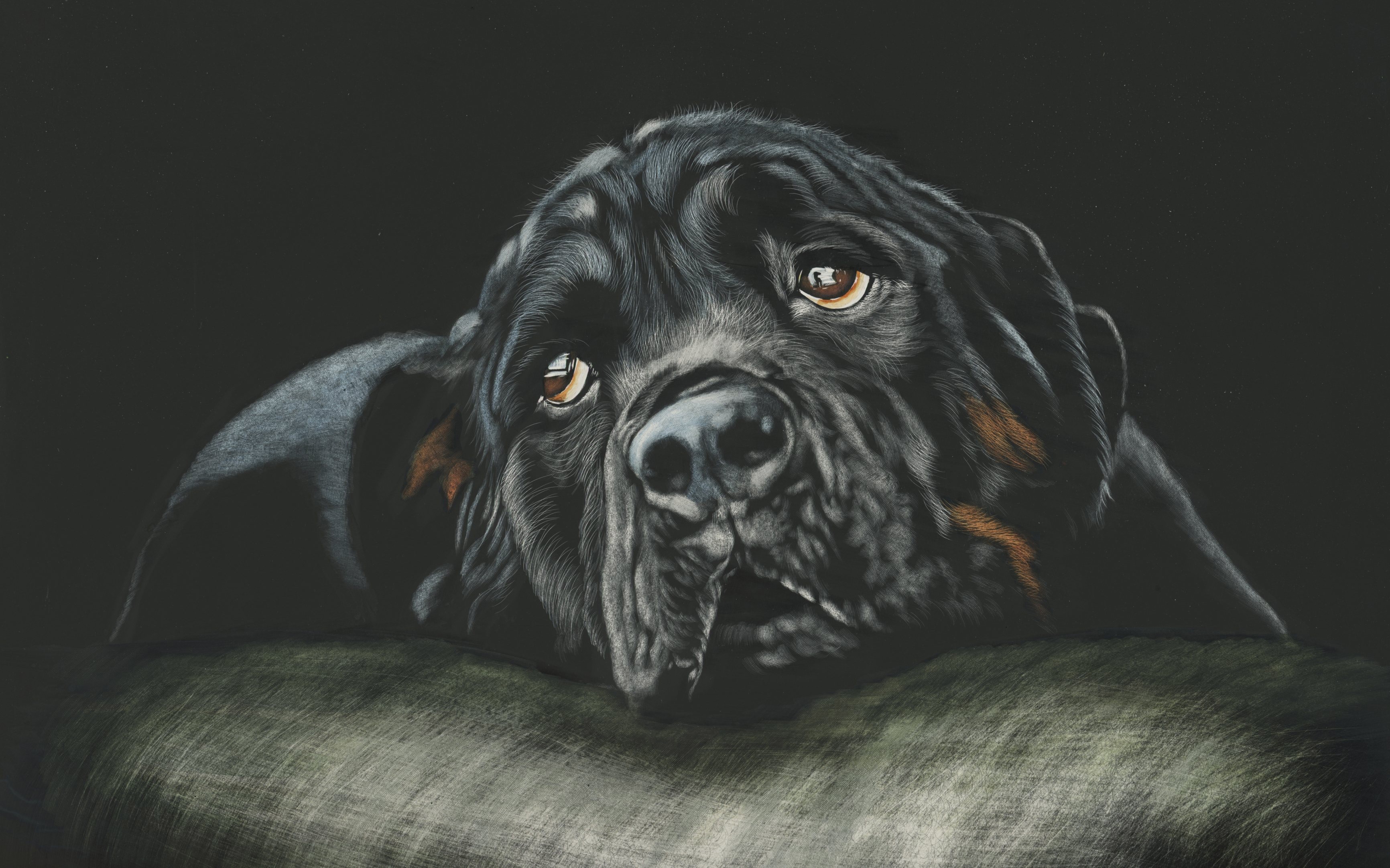 Wallpapers lying lazy black dog on the desktop