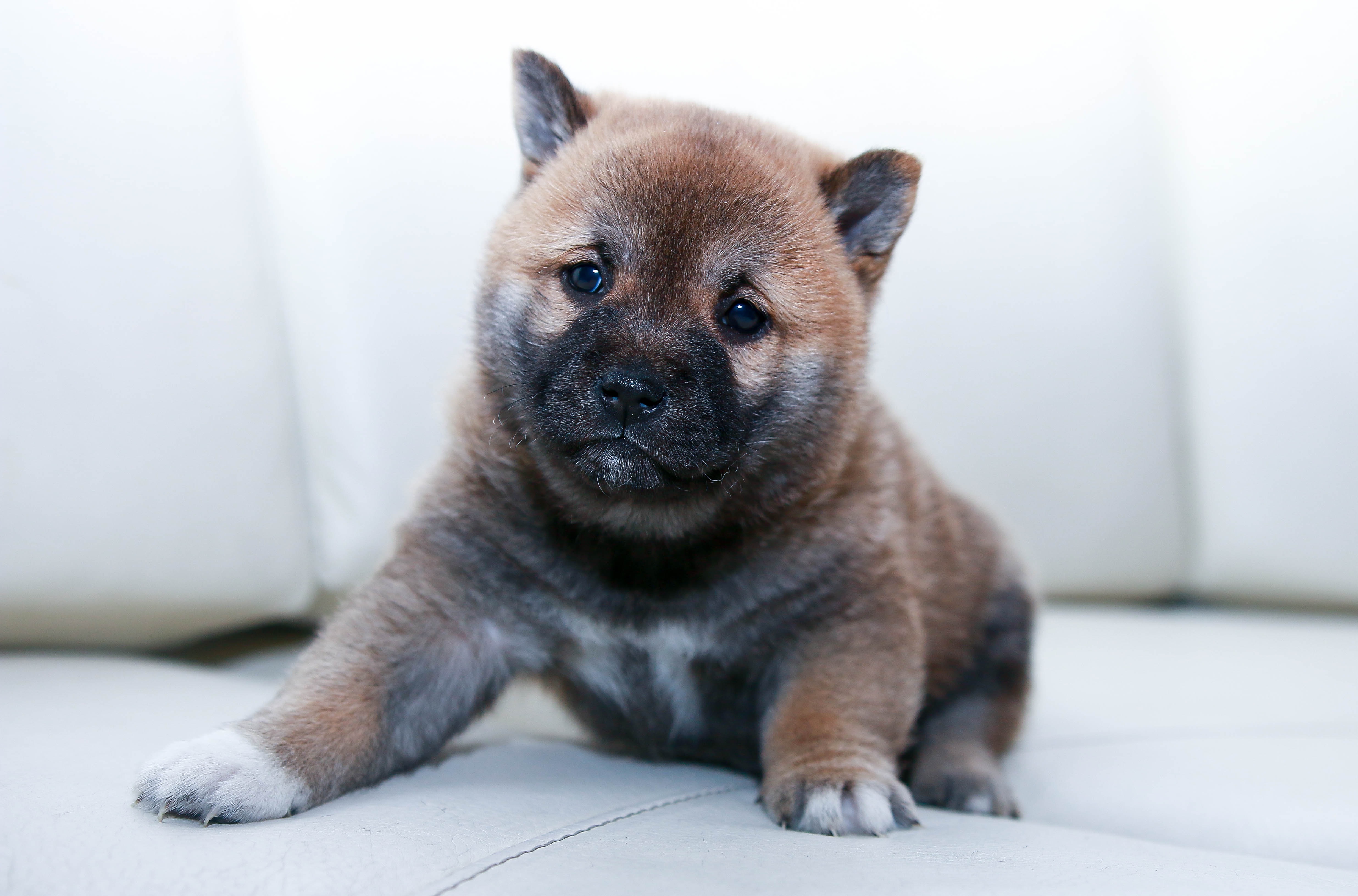 Free photo Cute puppy that looks like a teddy bear