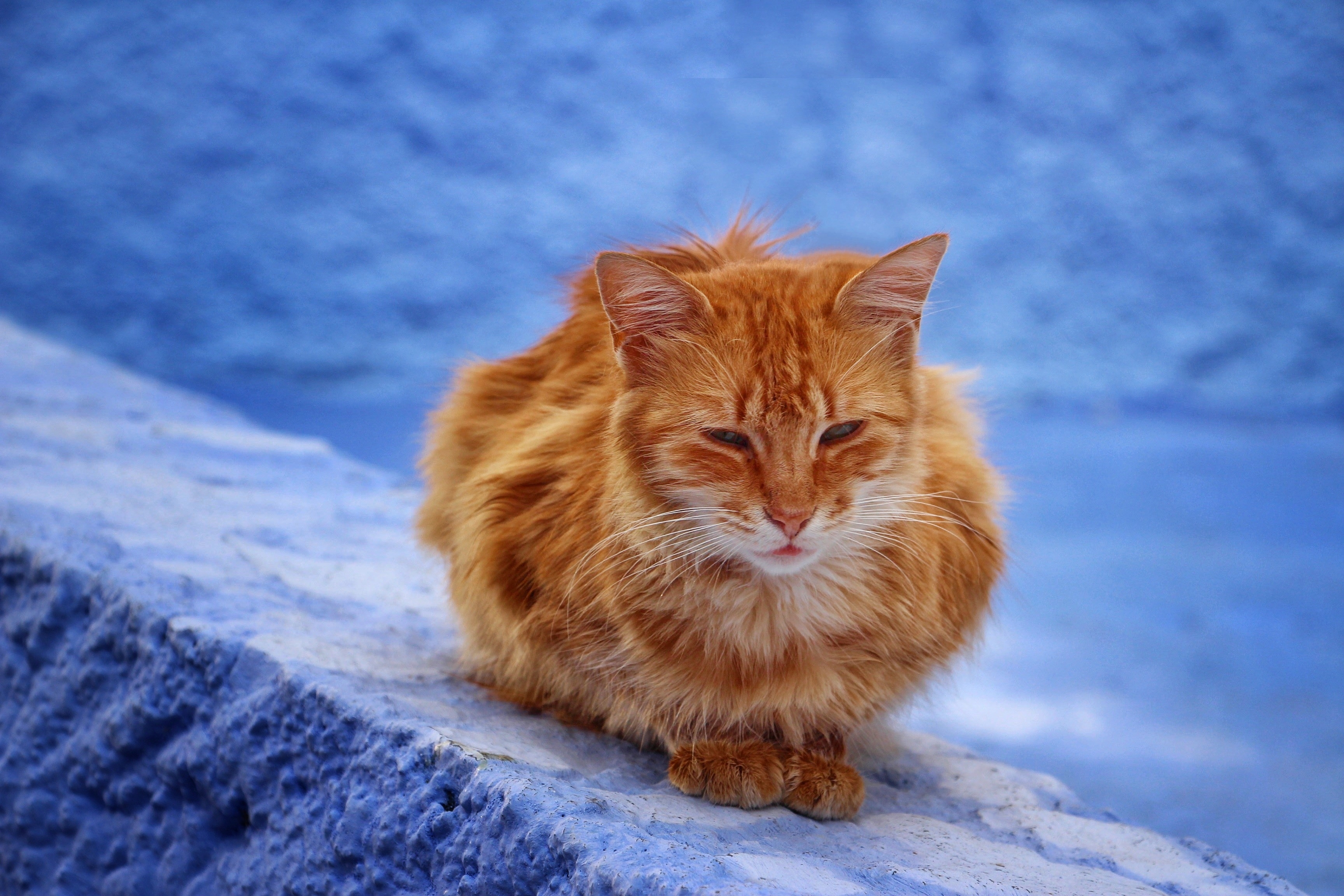 Free photo A stray ginger cat