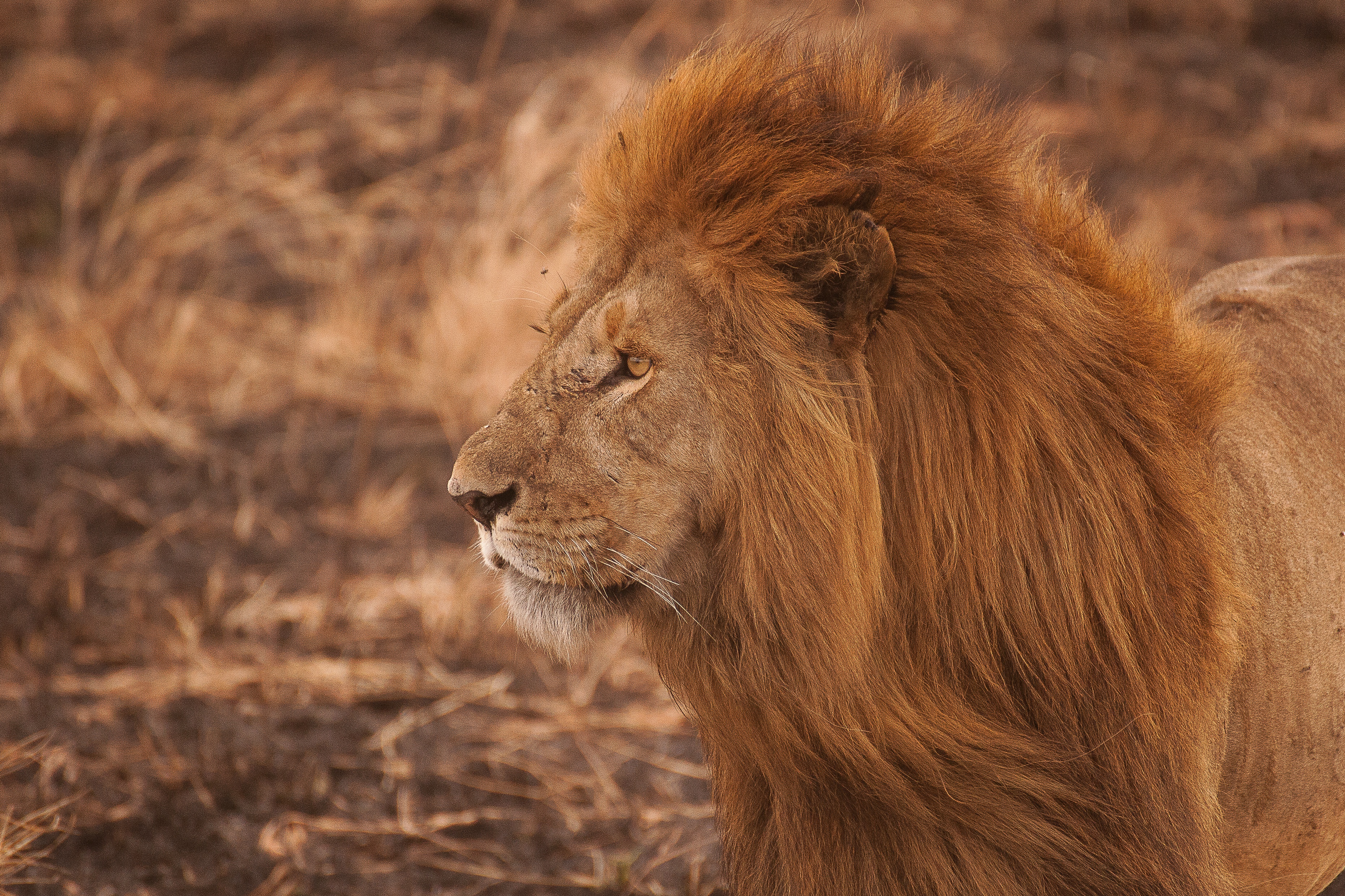 Wallpapers wildlife mammal mane on the desktop