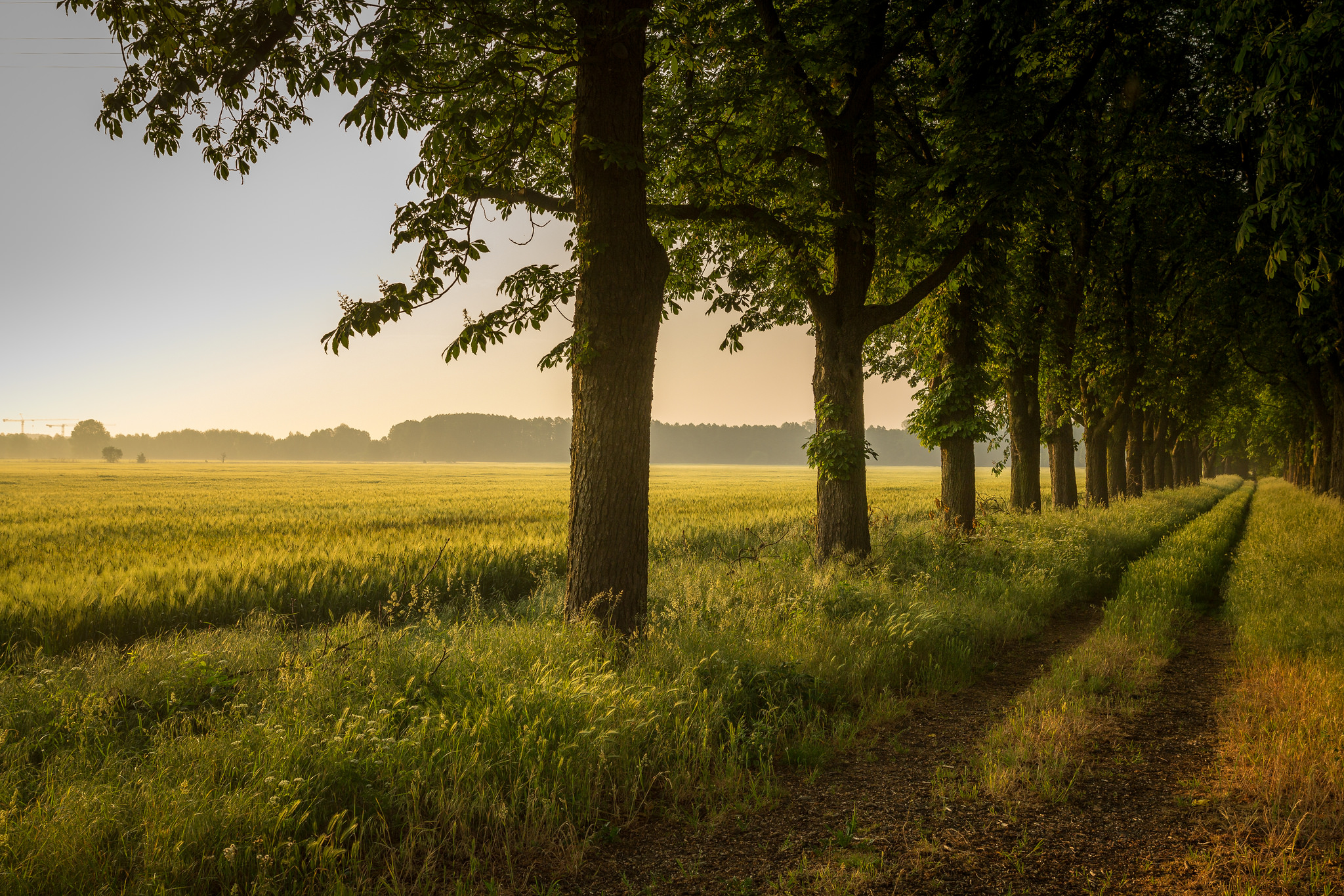 Wallpapers landscapes field village road on the desktop