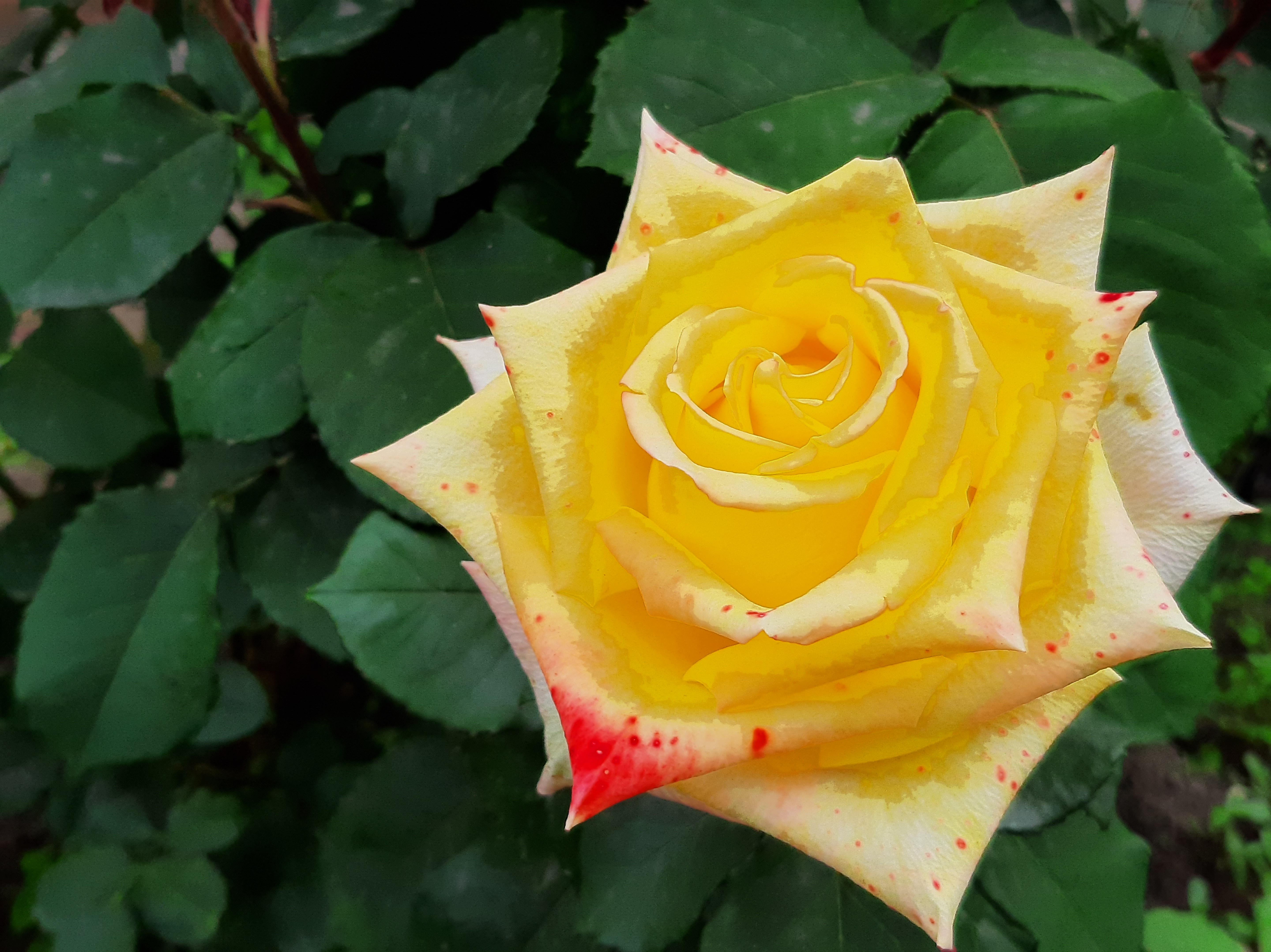免费照片灌木与黄玫瑰