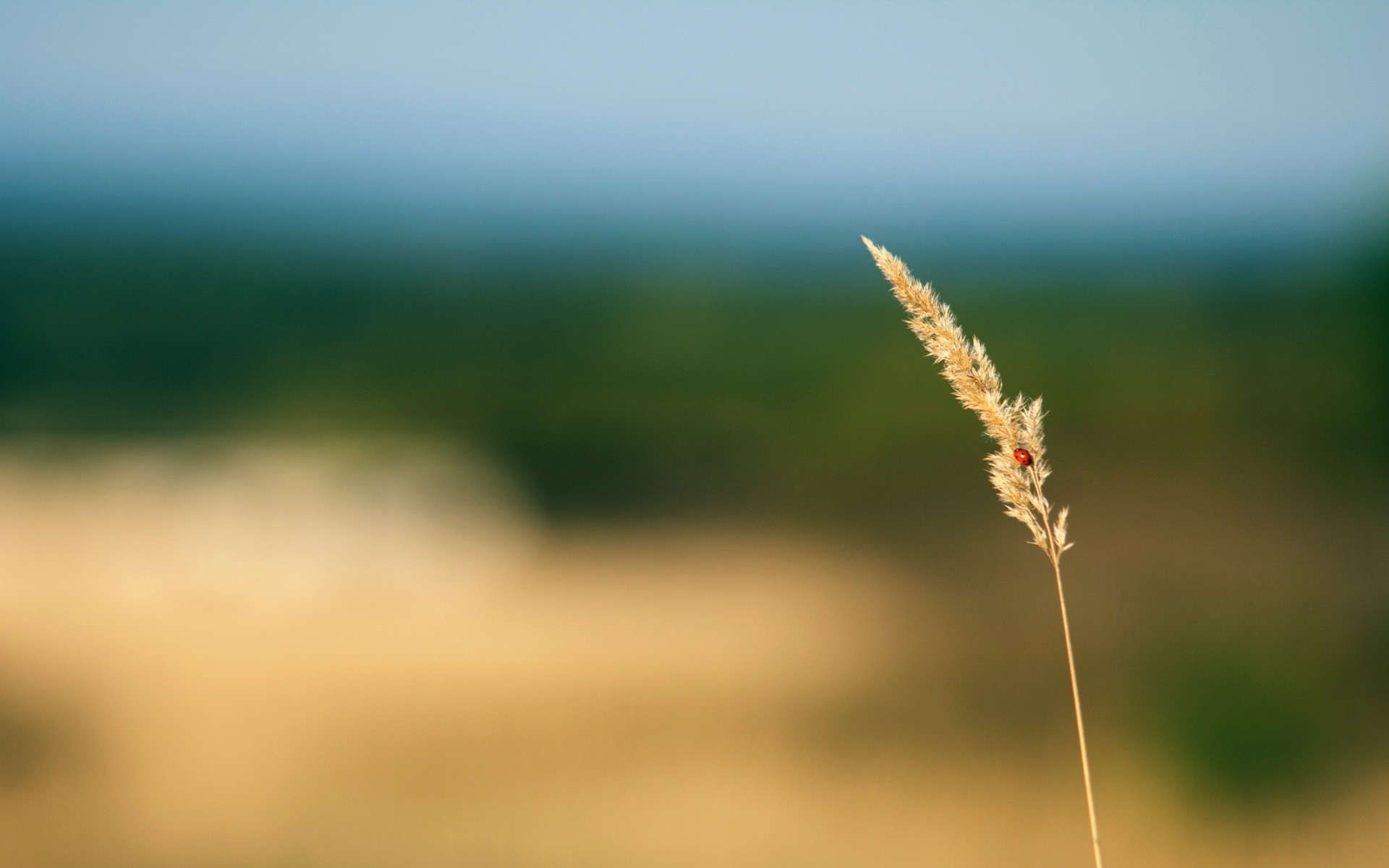 桌面上的壁纸草地 模糊 背景