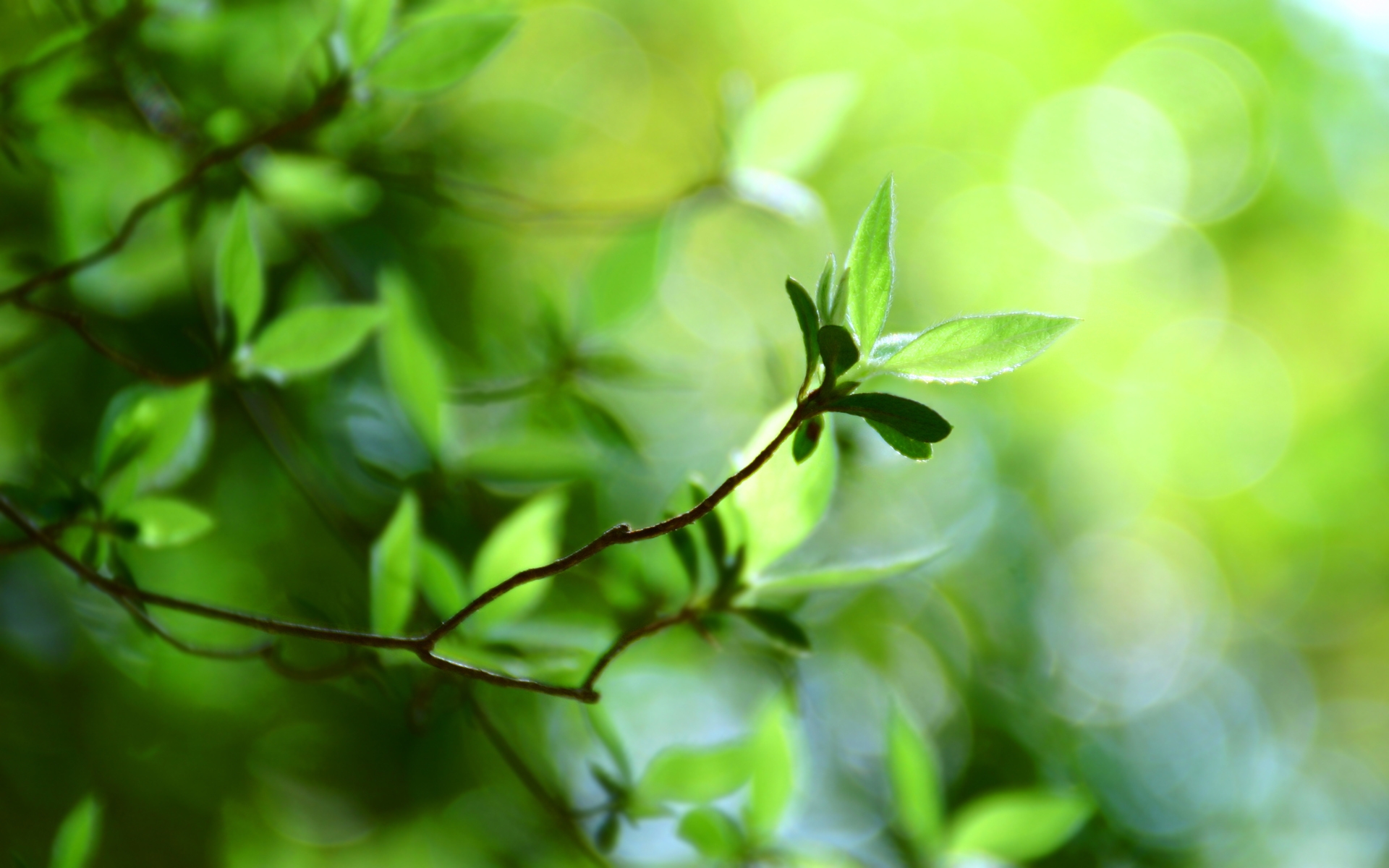 Green leaves on a twig