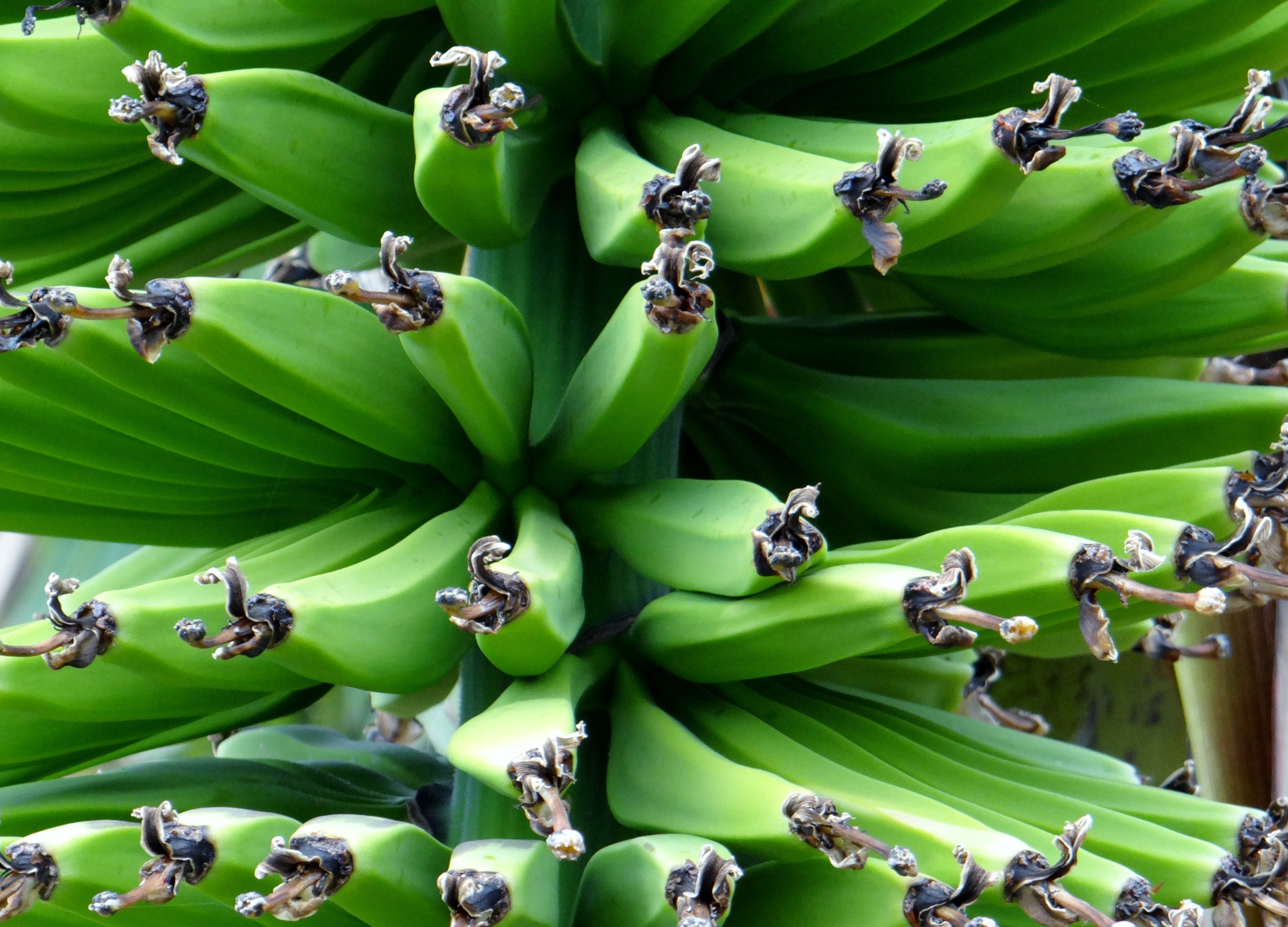 免费照片一棵树上长着绿色的香蕉