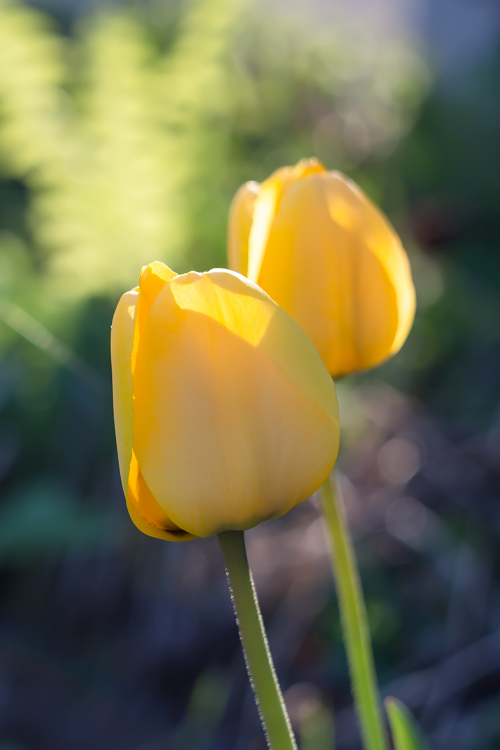 免费照片两朵黄色的郁金香花蕾