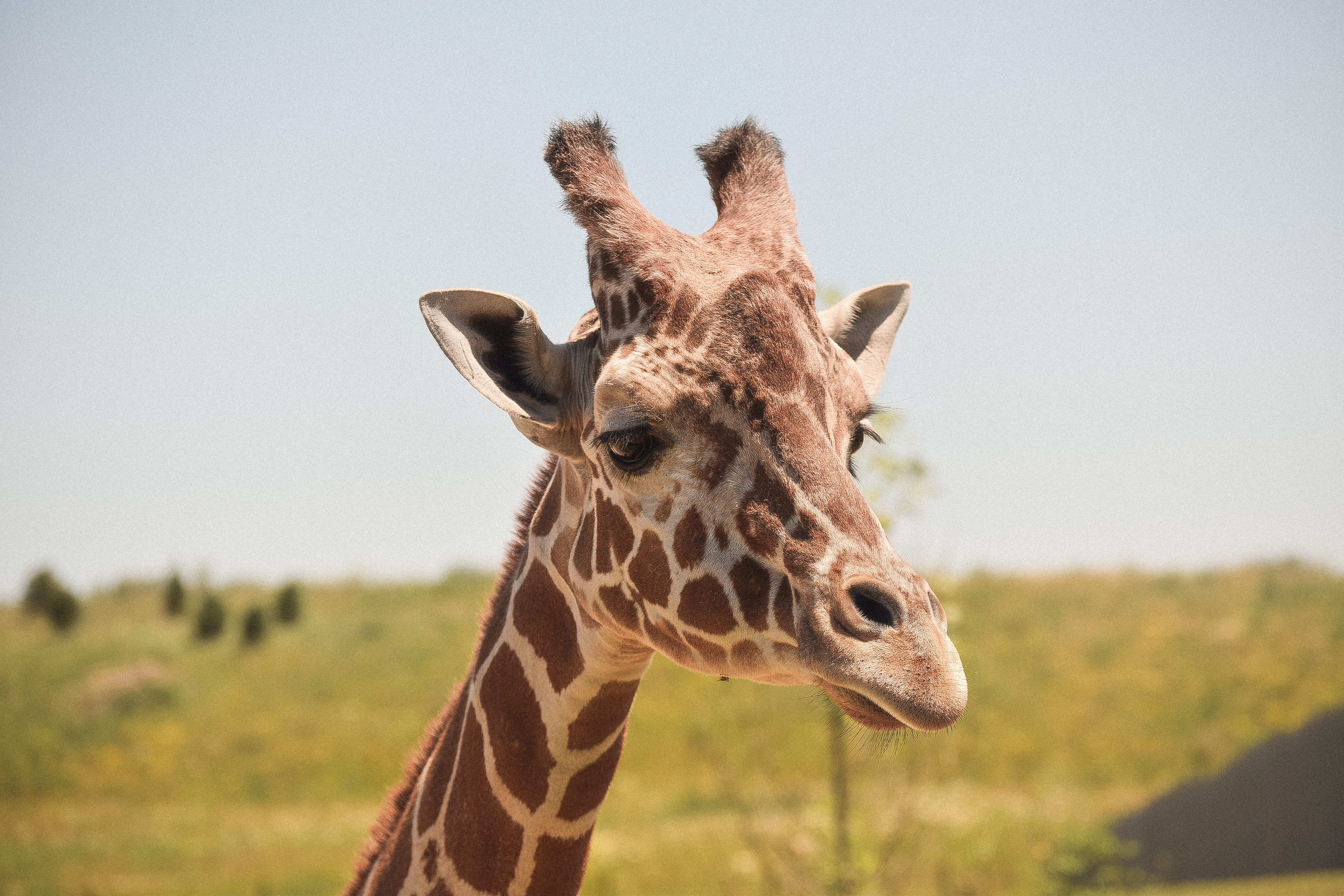 Free photo Portrait of a giraffe