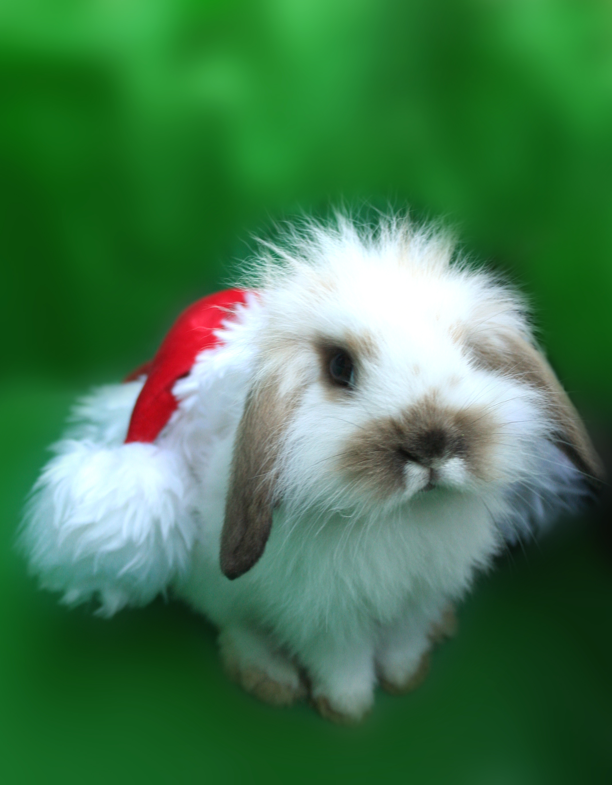 Wallpapers Bunny Christmas eve on the desktop