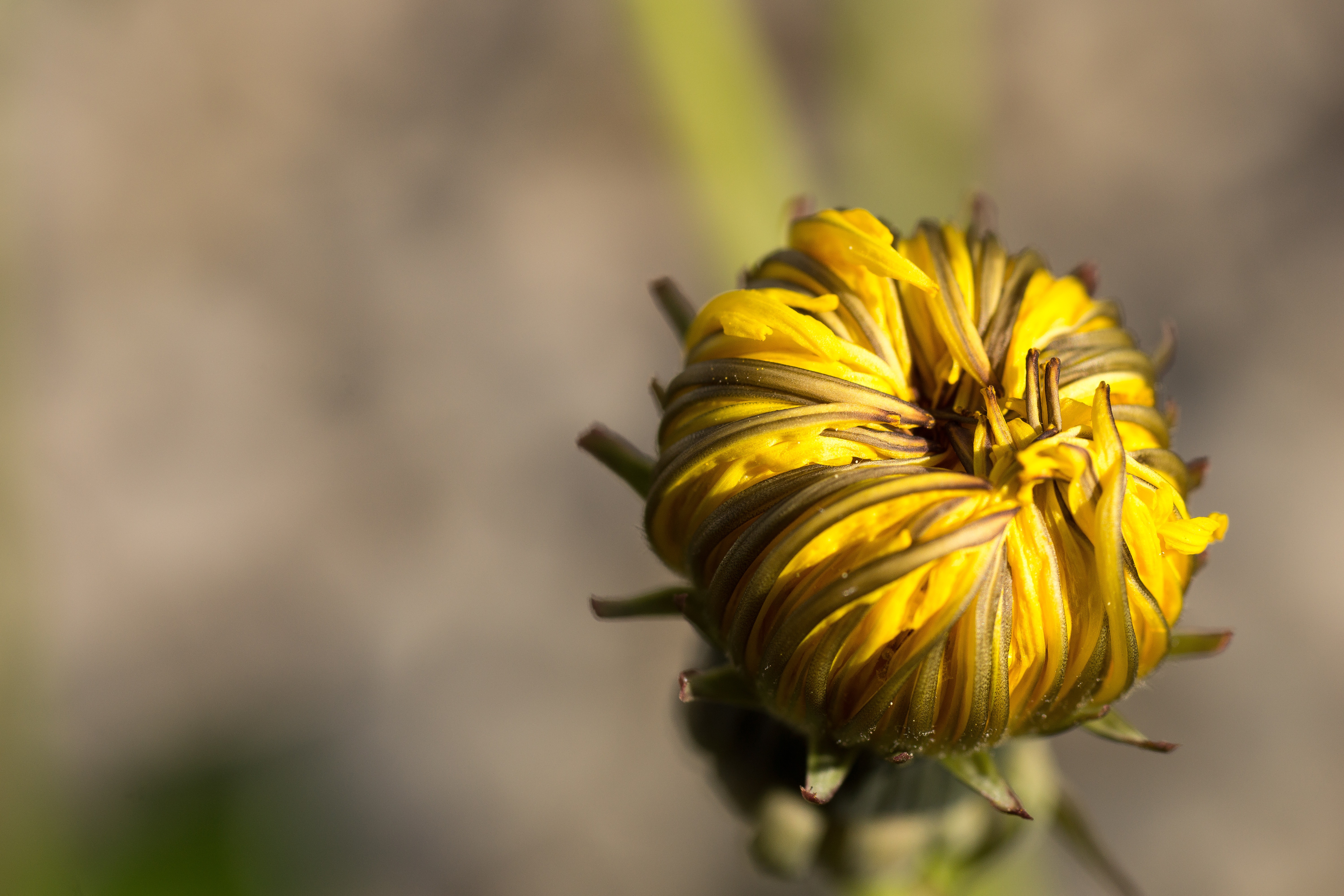 Wallpapers nectar macro terrestrial plant on the desktop