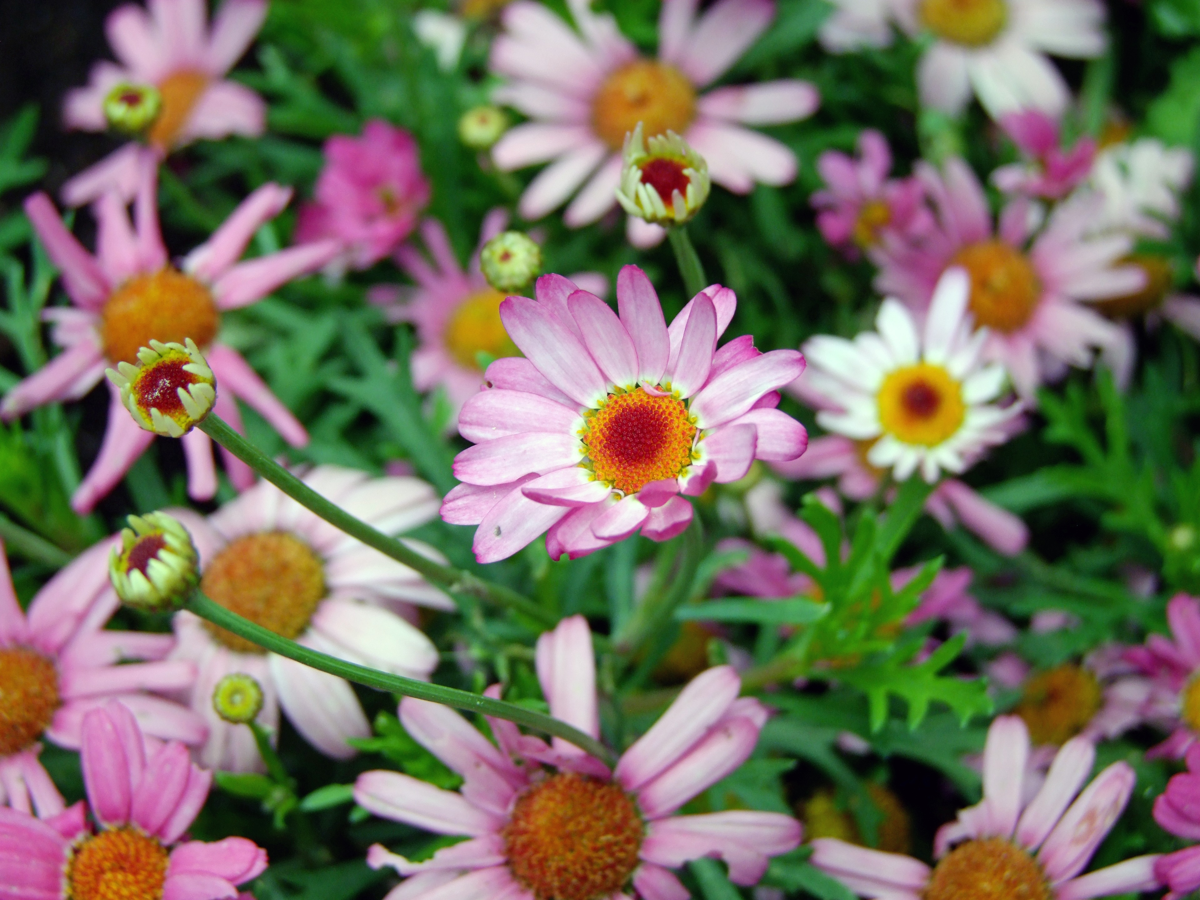 Free photo A larger field of pink daisies