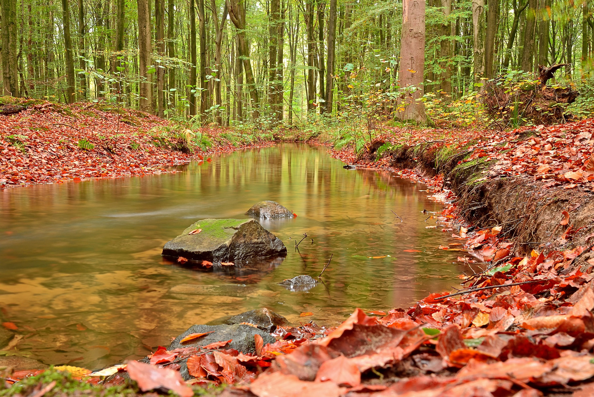 Free photo Download Wallpaper Pond, Autumn