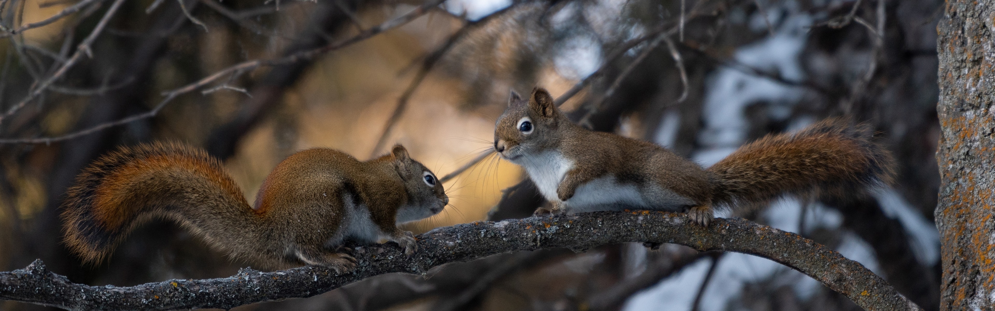 Wallpapers squirrel rodent tree on the desktop