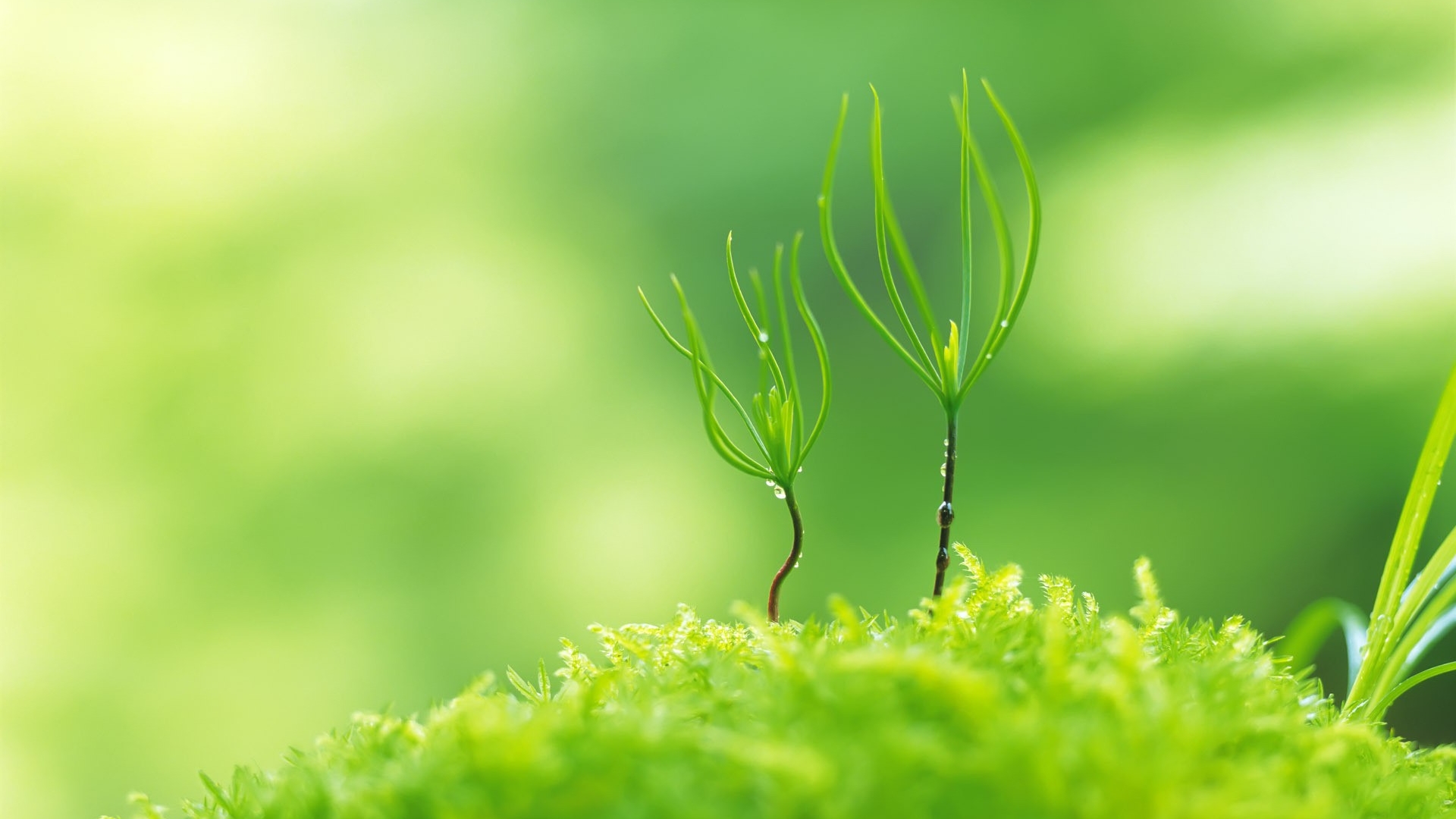 Free photo Green vegetation