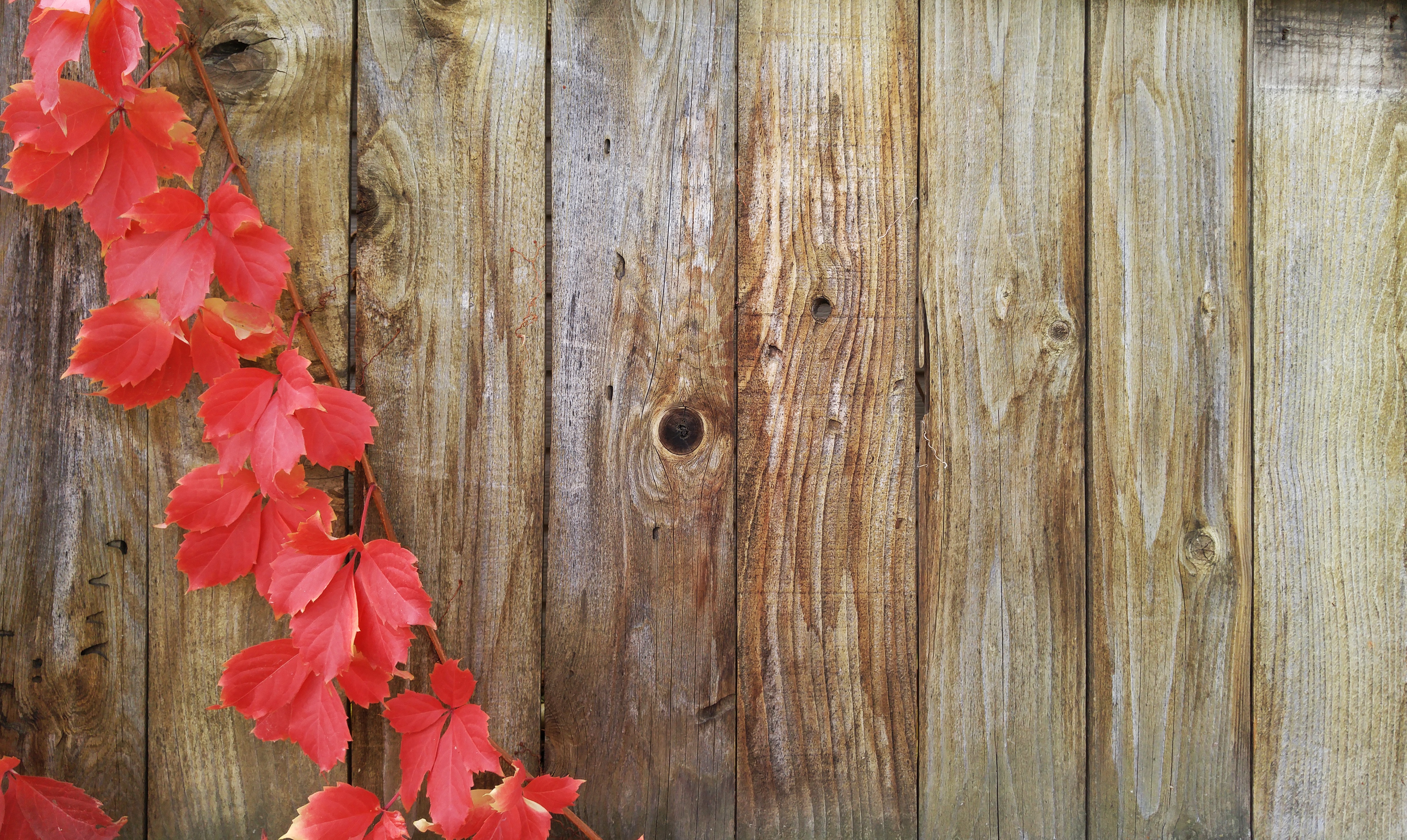 Free photo A picture of red leaves on old boards