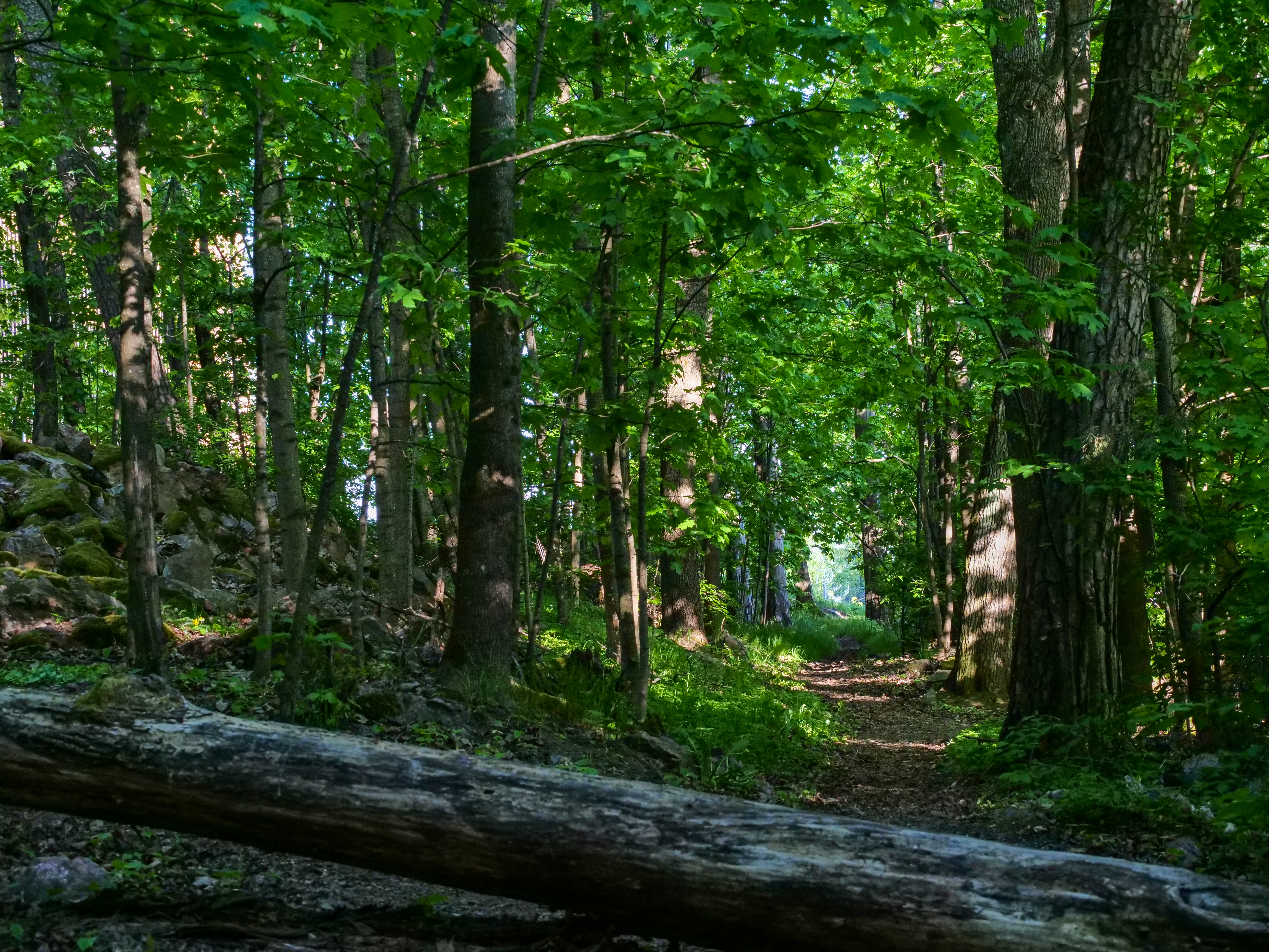 Free photo A walk through the summer forest