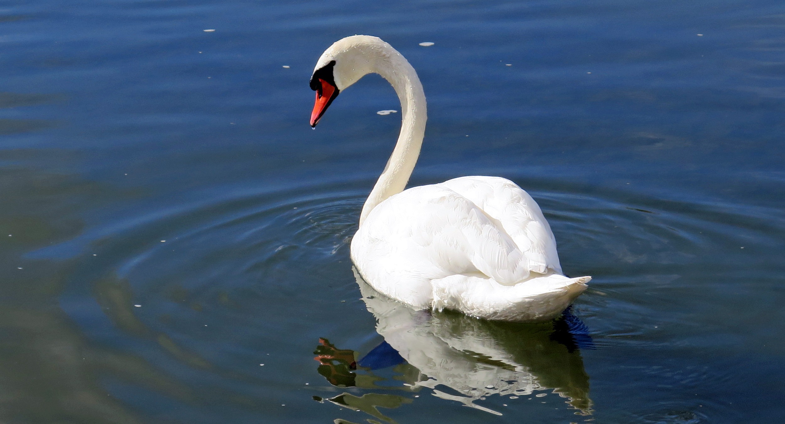 Free photo A white swan swims in the pond.