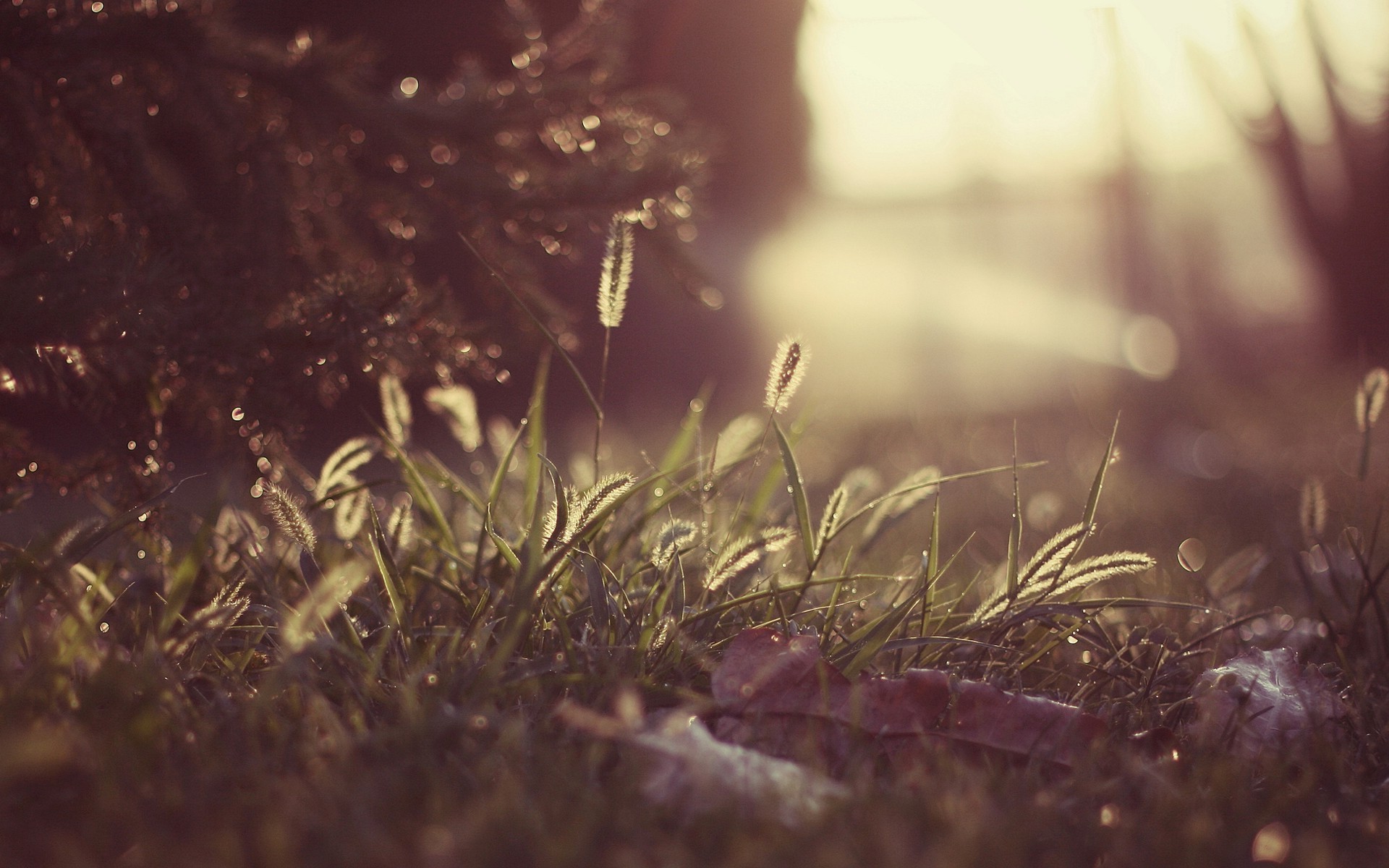 Free photo Green grass in sunlight