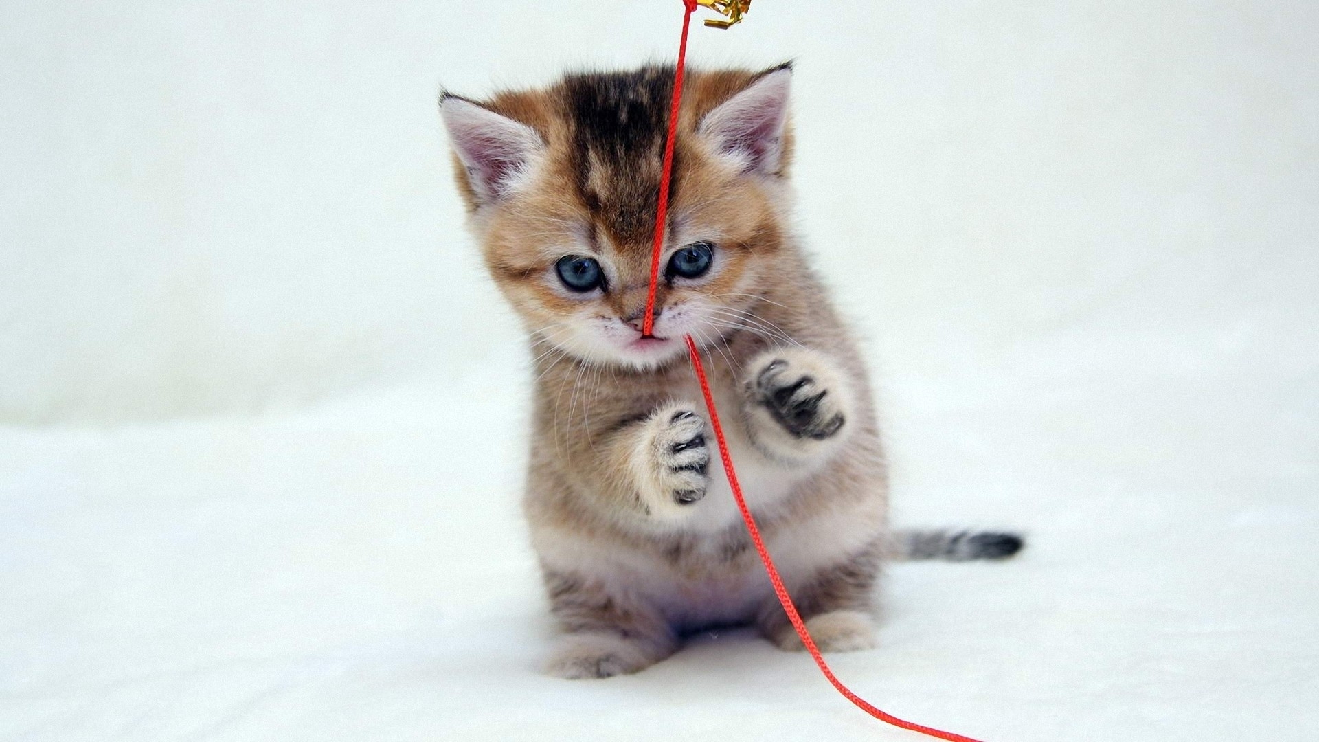 一只小猫在玩一根红绳。