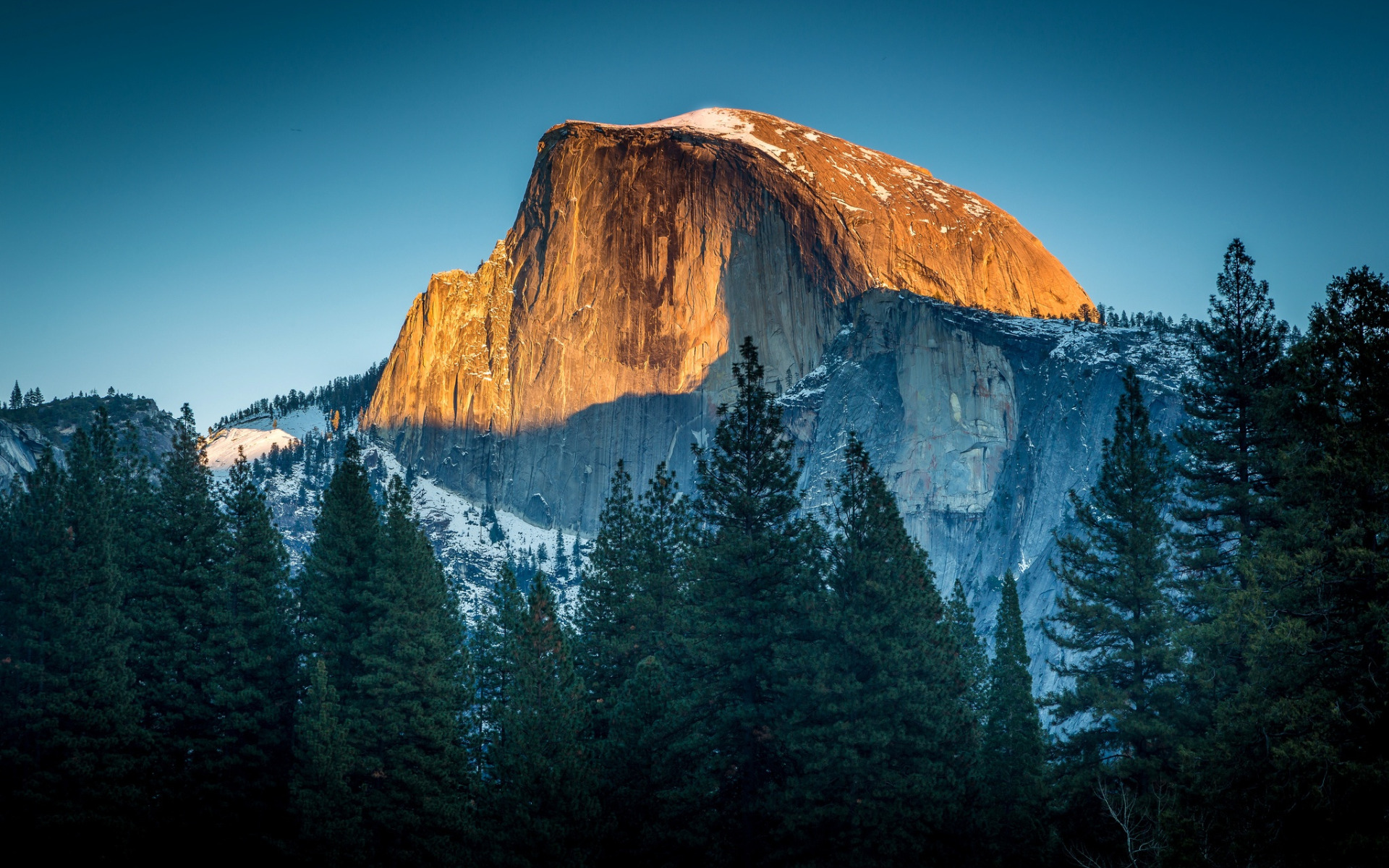 Free photo Tall fir trees against the background of the mountain