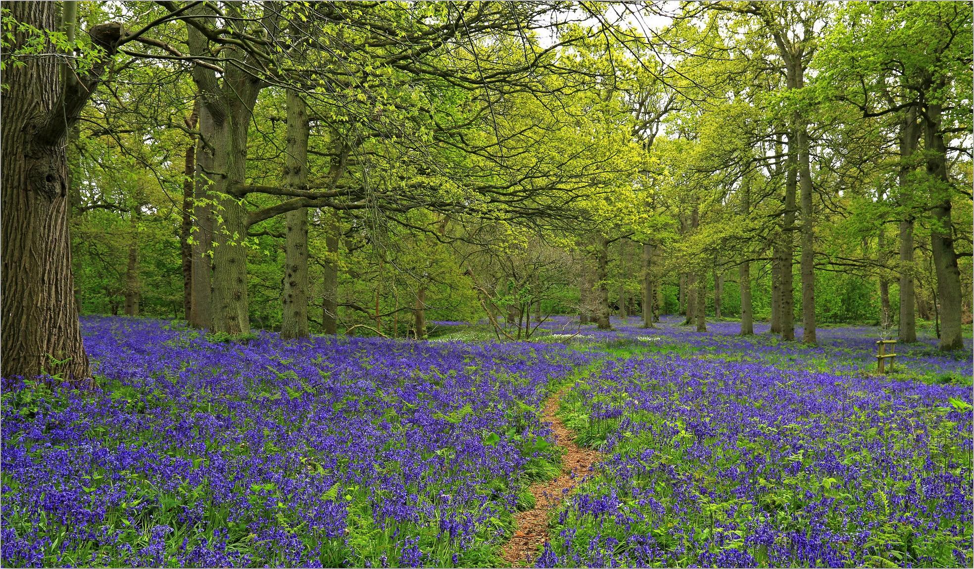 Wallpapers wildflowers forest trees on the desktop