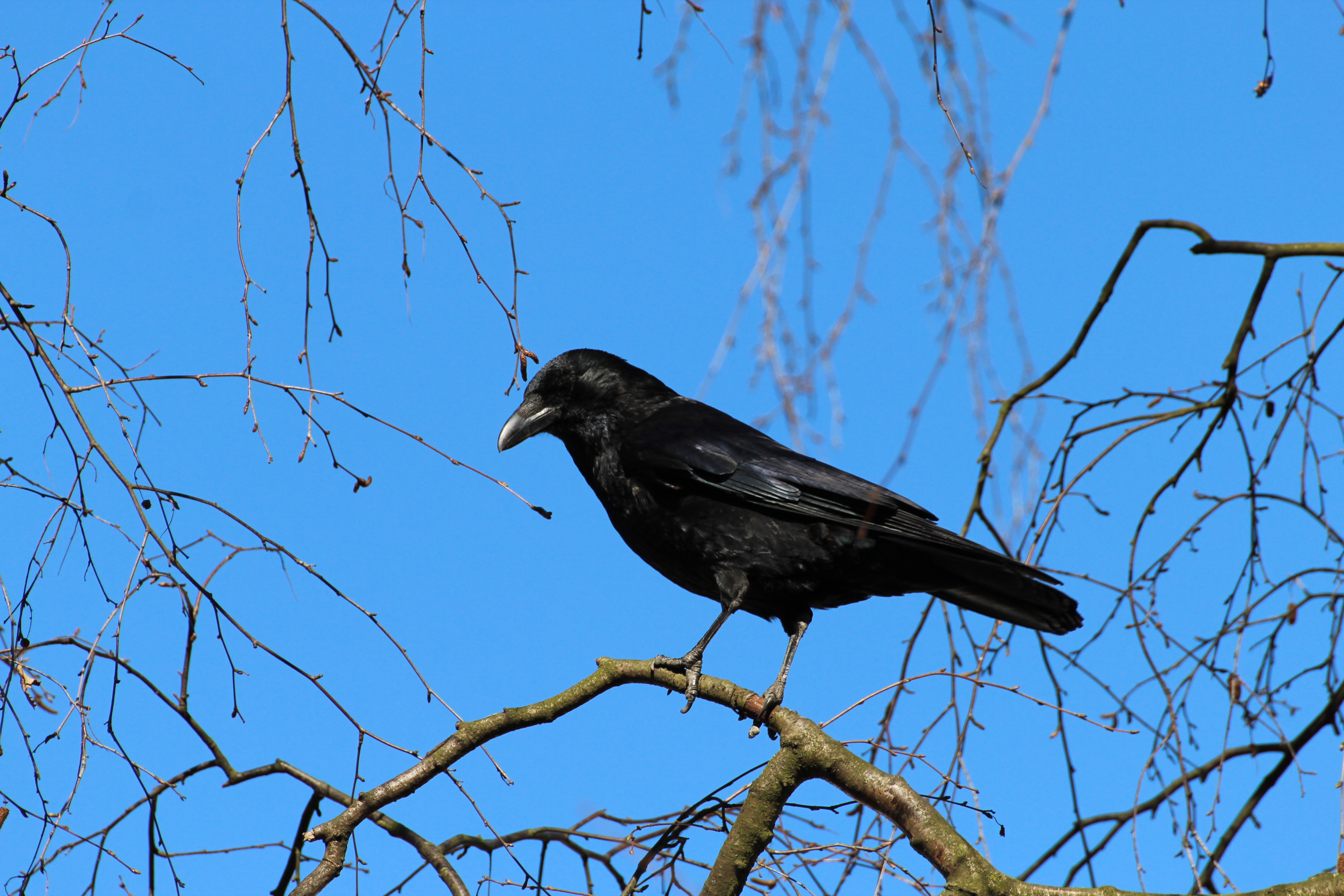 Wallpapers nature branch bird on the desktop