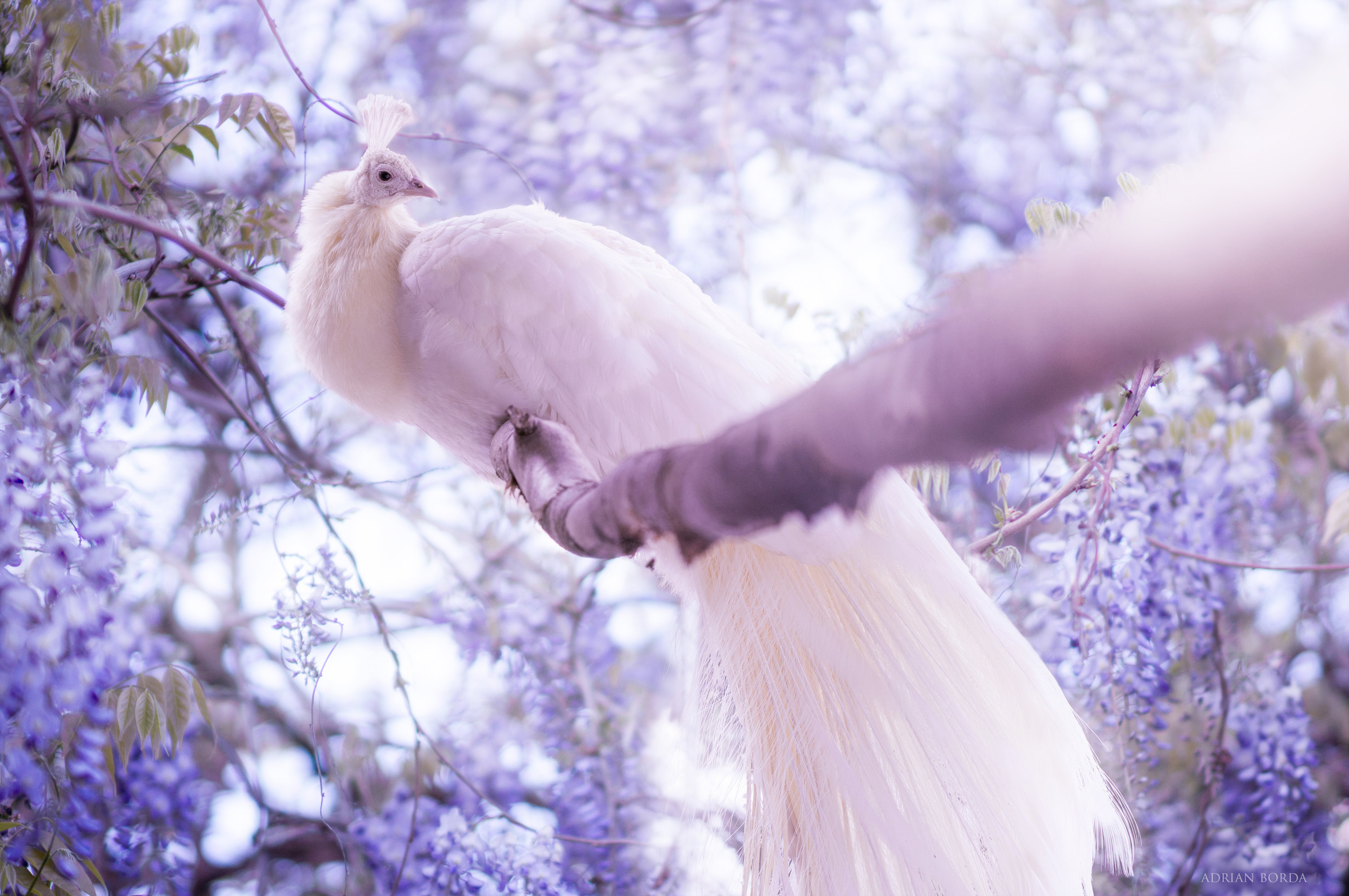 Free photo A beautiful white peacock