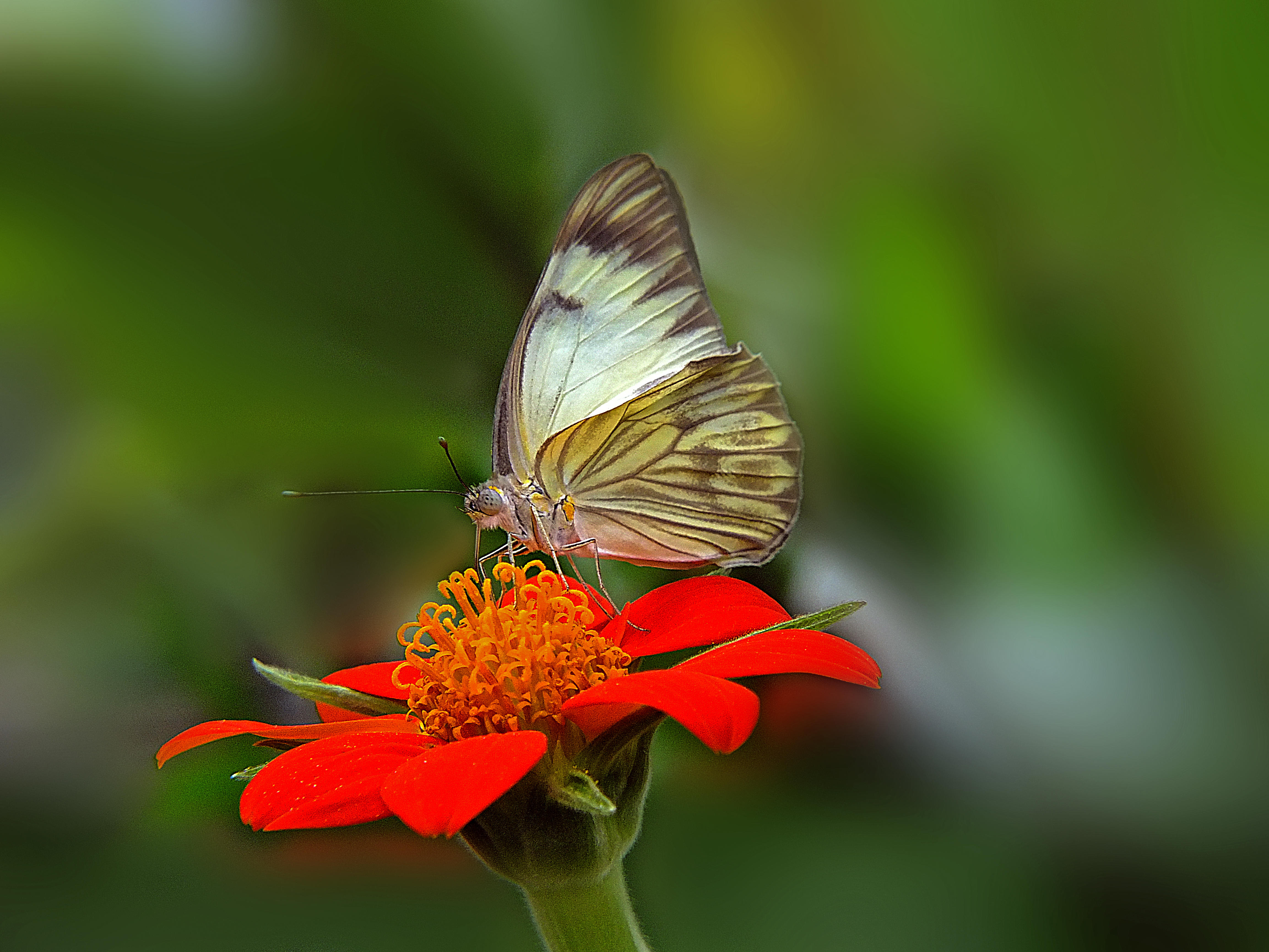 Wallpapers red flower butterfly on flower flower on the desktop