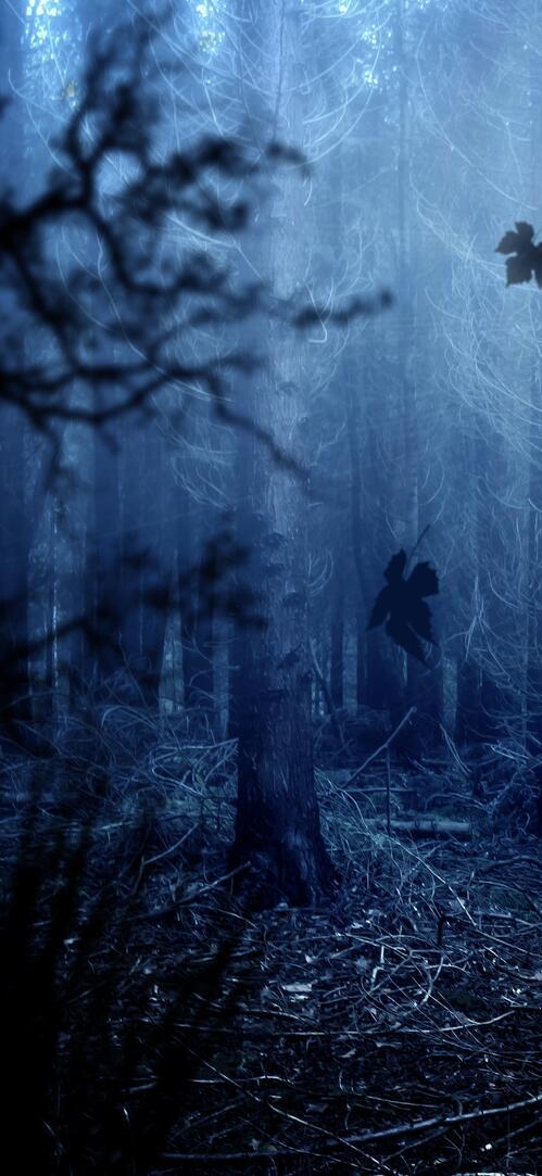 Обои лес деревья хищники волки на рабочий стол