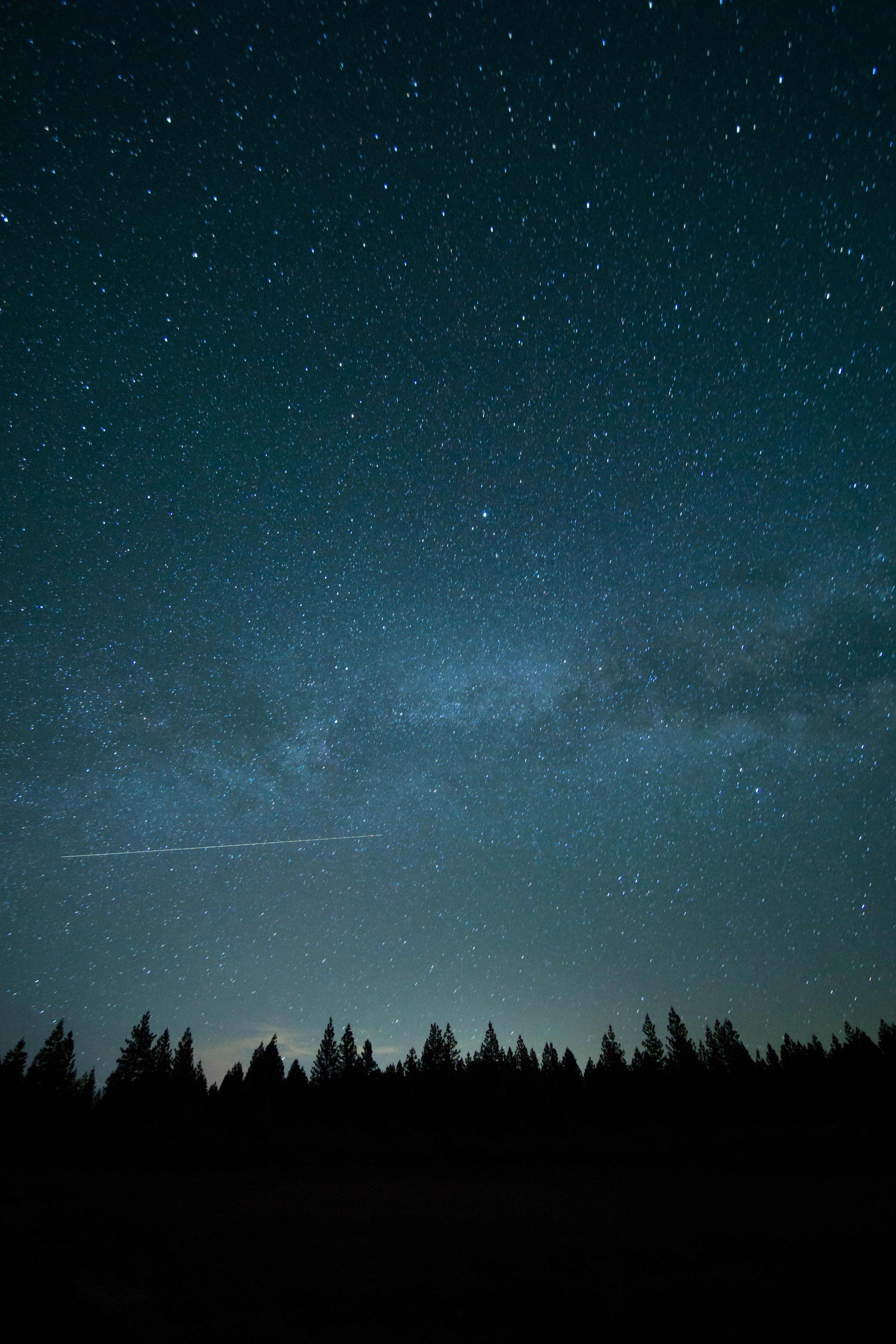 桌面上的壁纸自然 森林 夜光