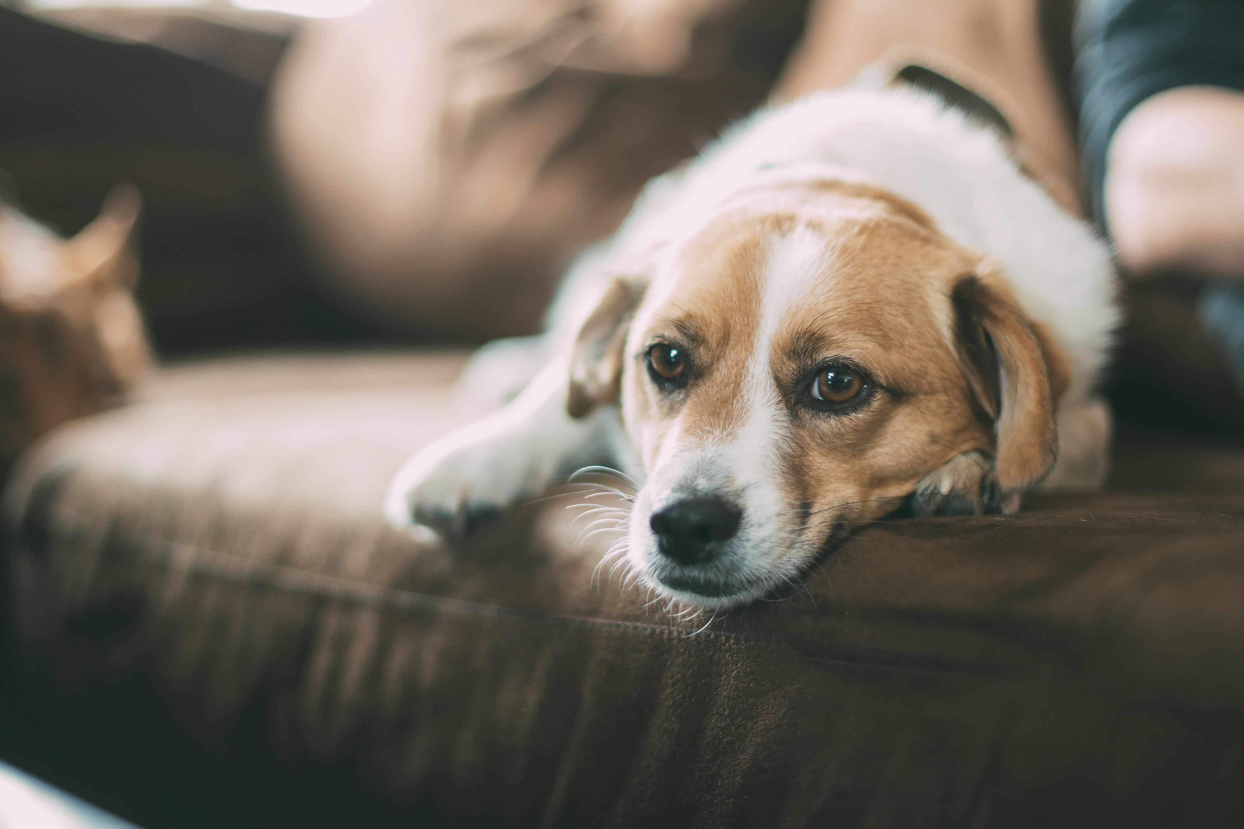 Free photo An old dog lying on the couch