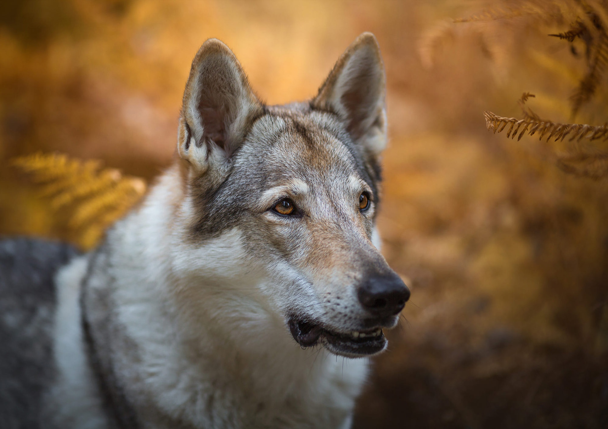 Free photo Wolf-dog look