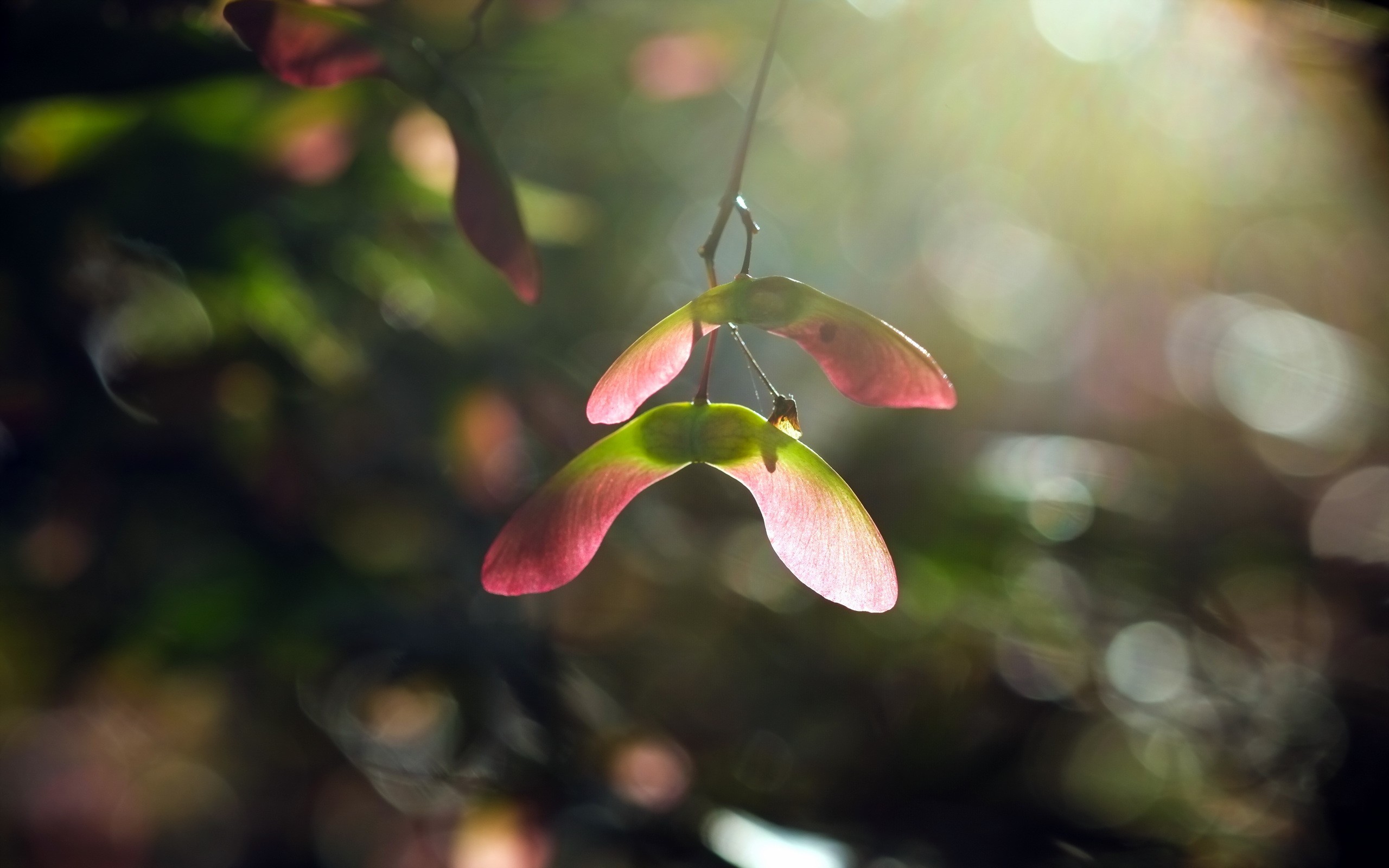 Бесплатное фото Кленовые вертолетики