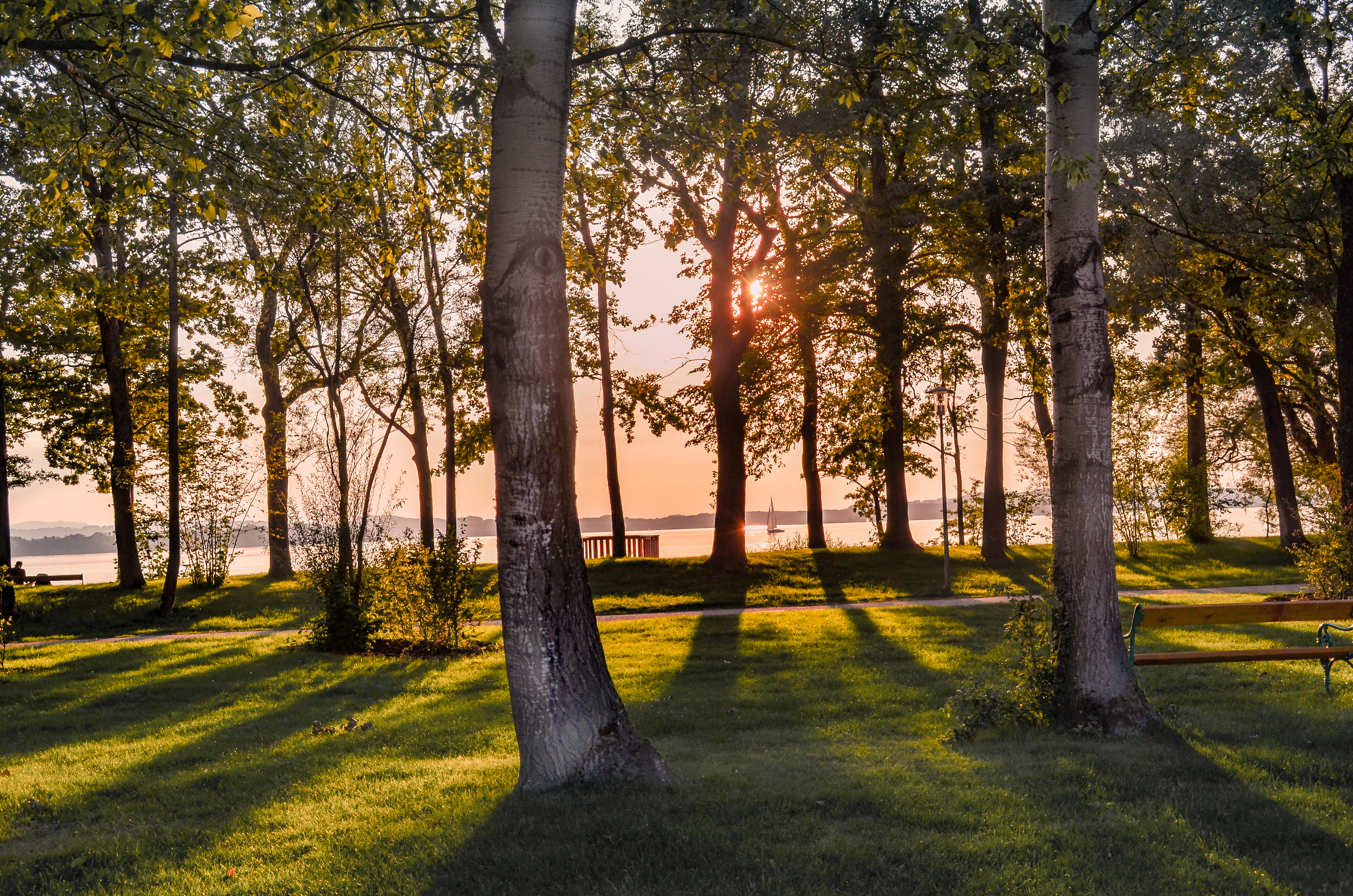 Wallpapers sunset nature tree on the desktop