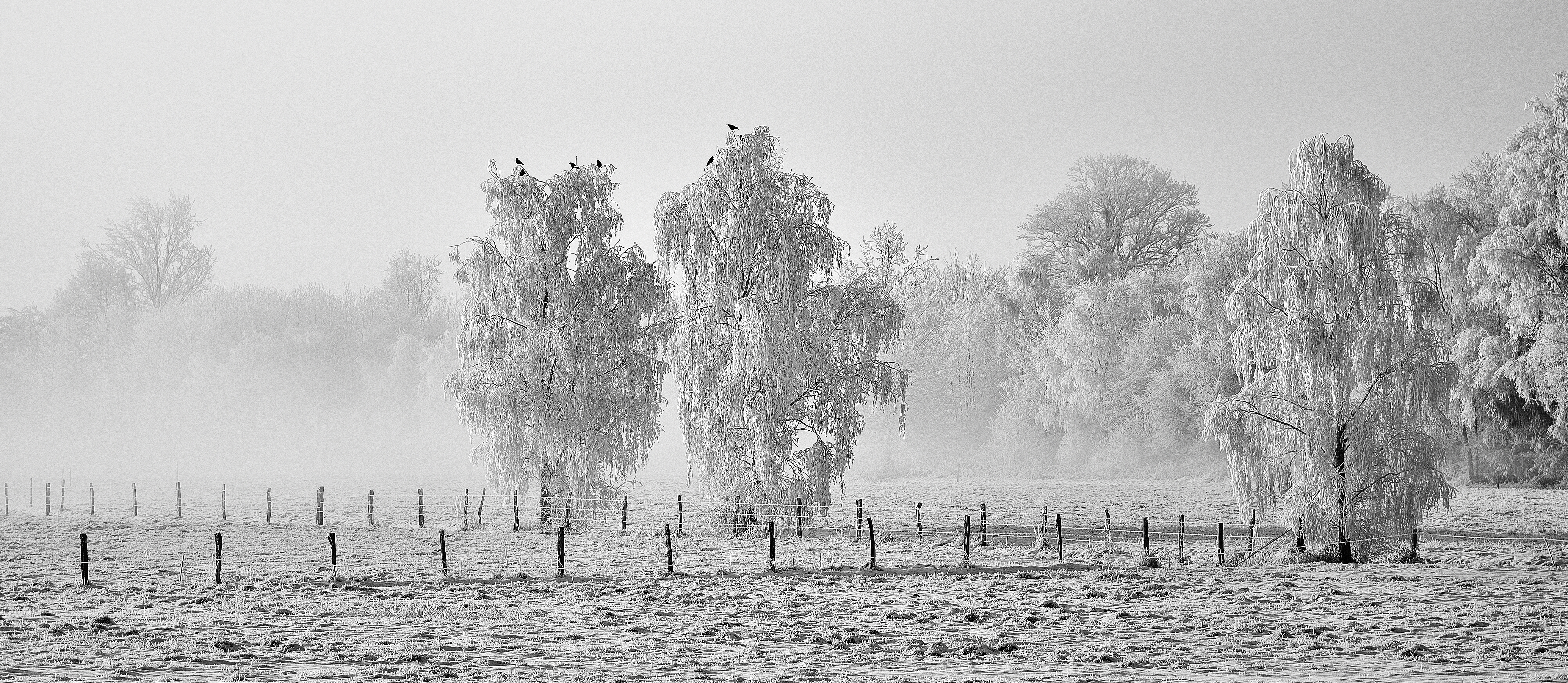 Wallpapers trees winter fog on the desktop